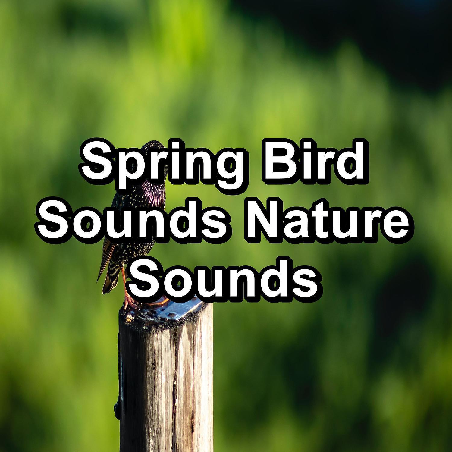 Постер альбома Spring Bird Sounds Nature Sounds