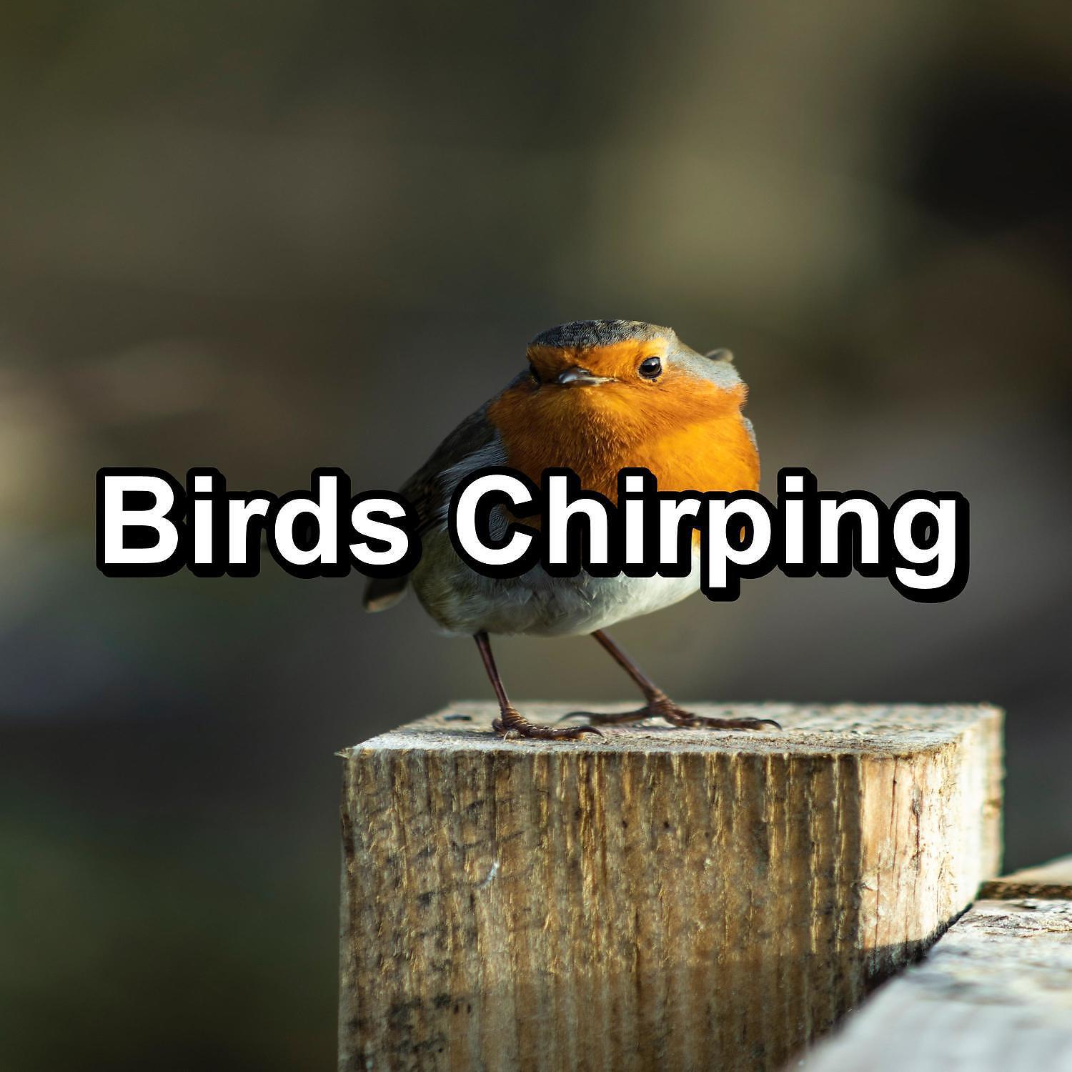 Baby Sleep Aid - Beautiful Bird Sounds Nature Sounds Peaceful For Meditation