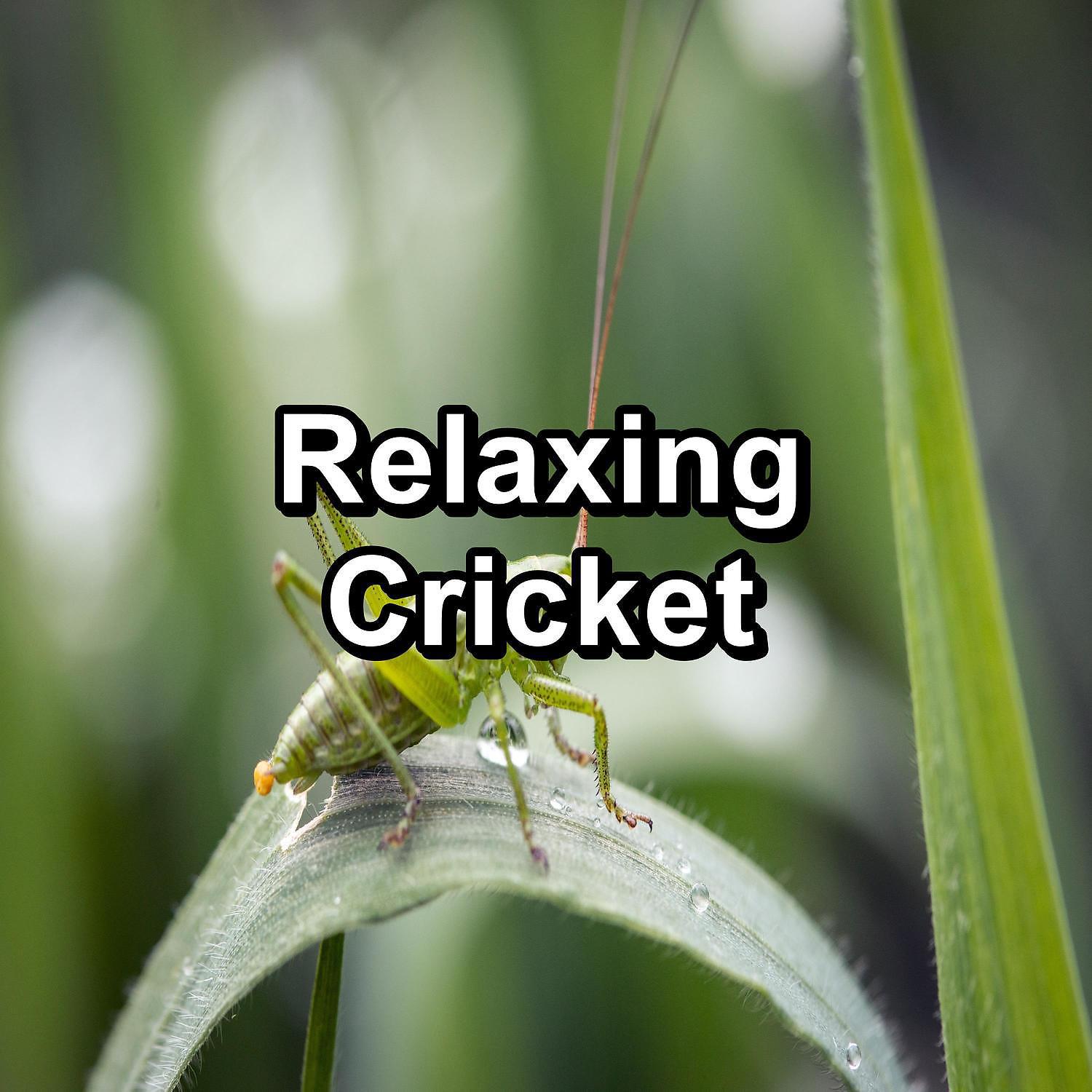 Постер альбома Relaxing Cricket