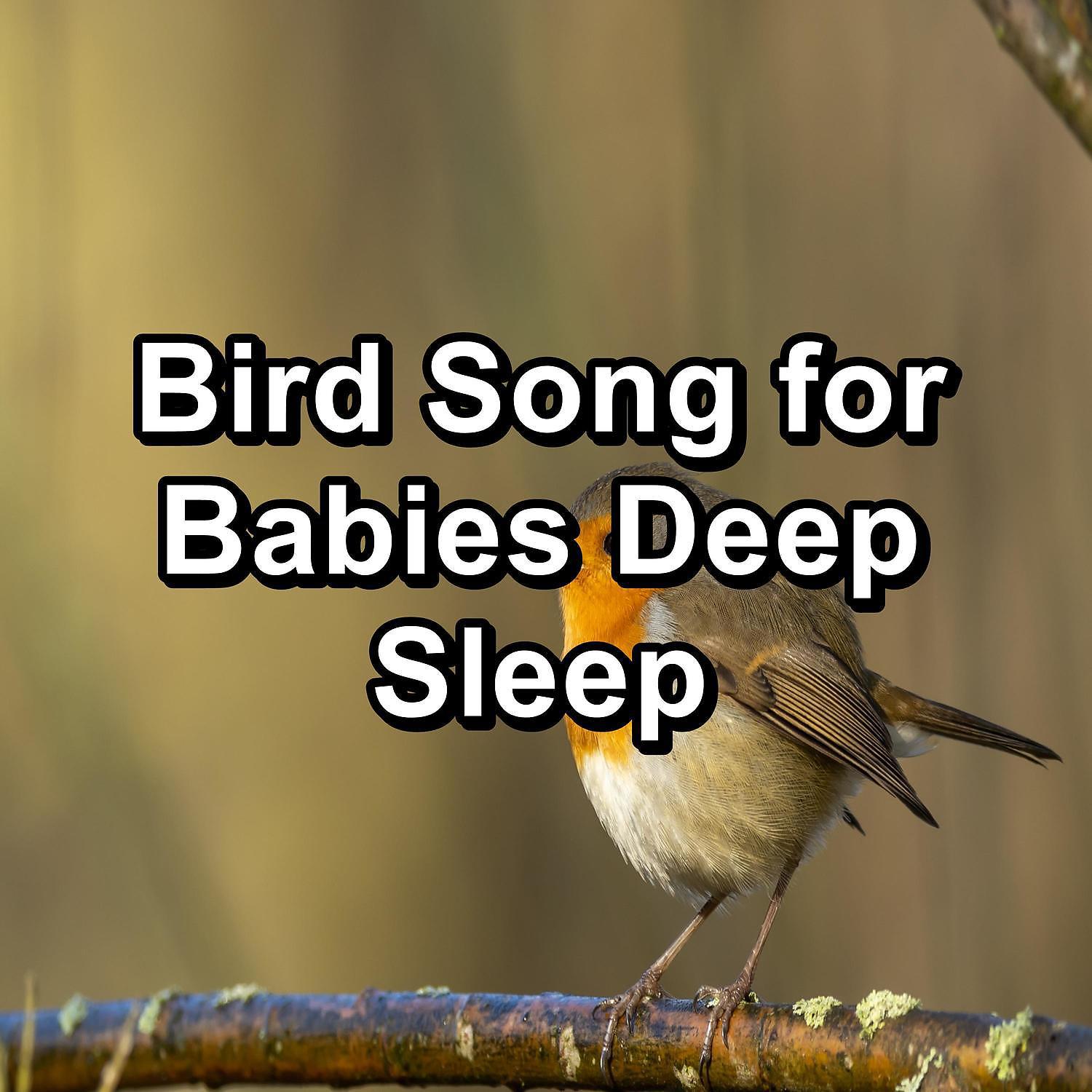 Yoga Tribe - Bird Sounds Garden Bird Songs Peaceful For Meditation