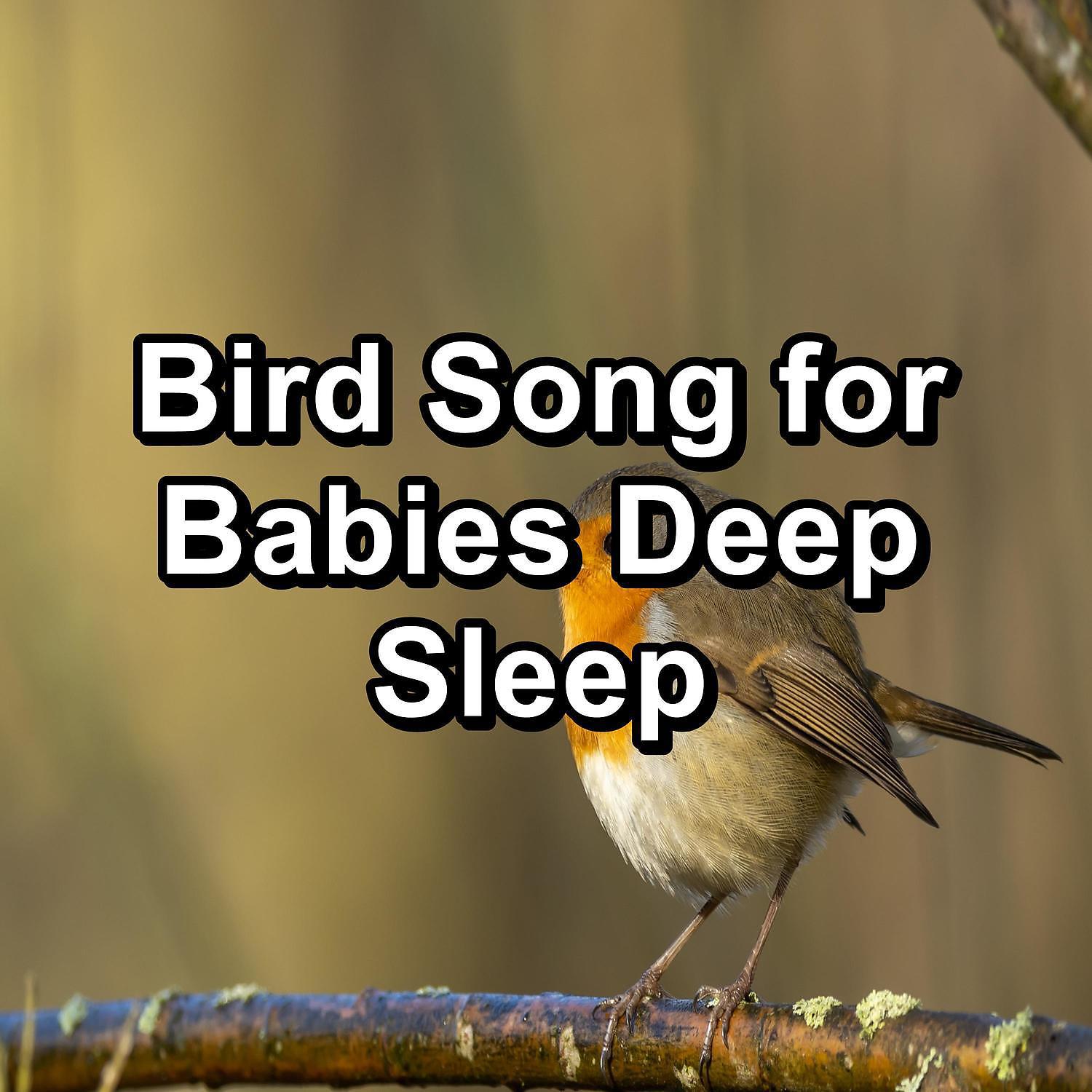 Yoga Club - Calming Birds Stress Relief Loop your Whole Sleep