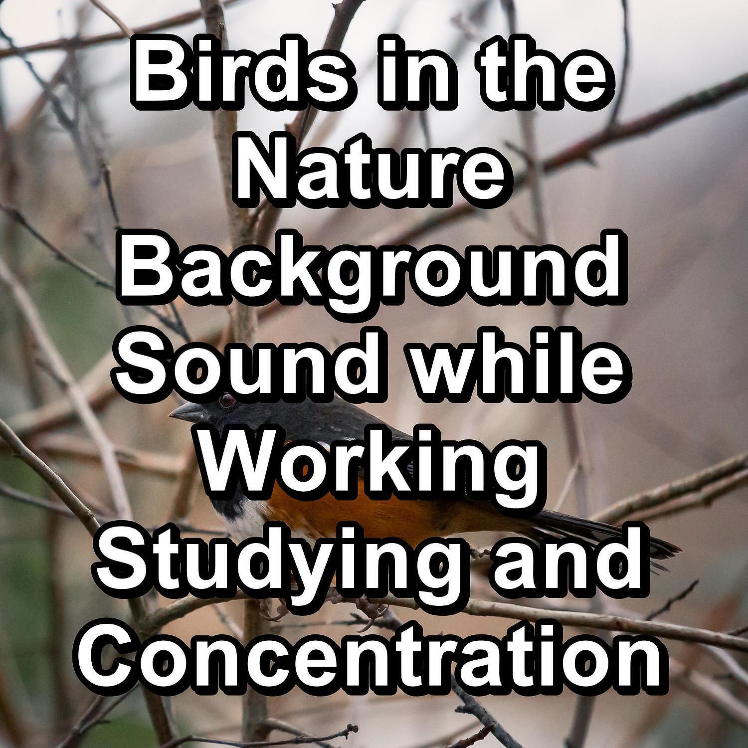 Singing Birds - ASMR Bird Sounds ASMR Instant Relaxing Loopable for the Night