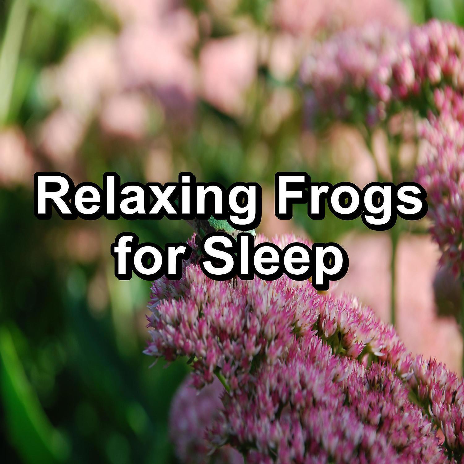 Relaxing Music Therapy - Sound of Frogs Swamp Sounds