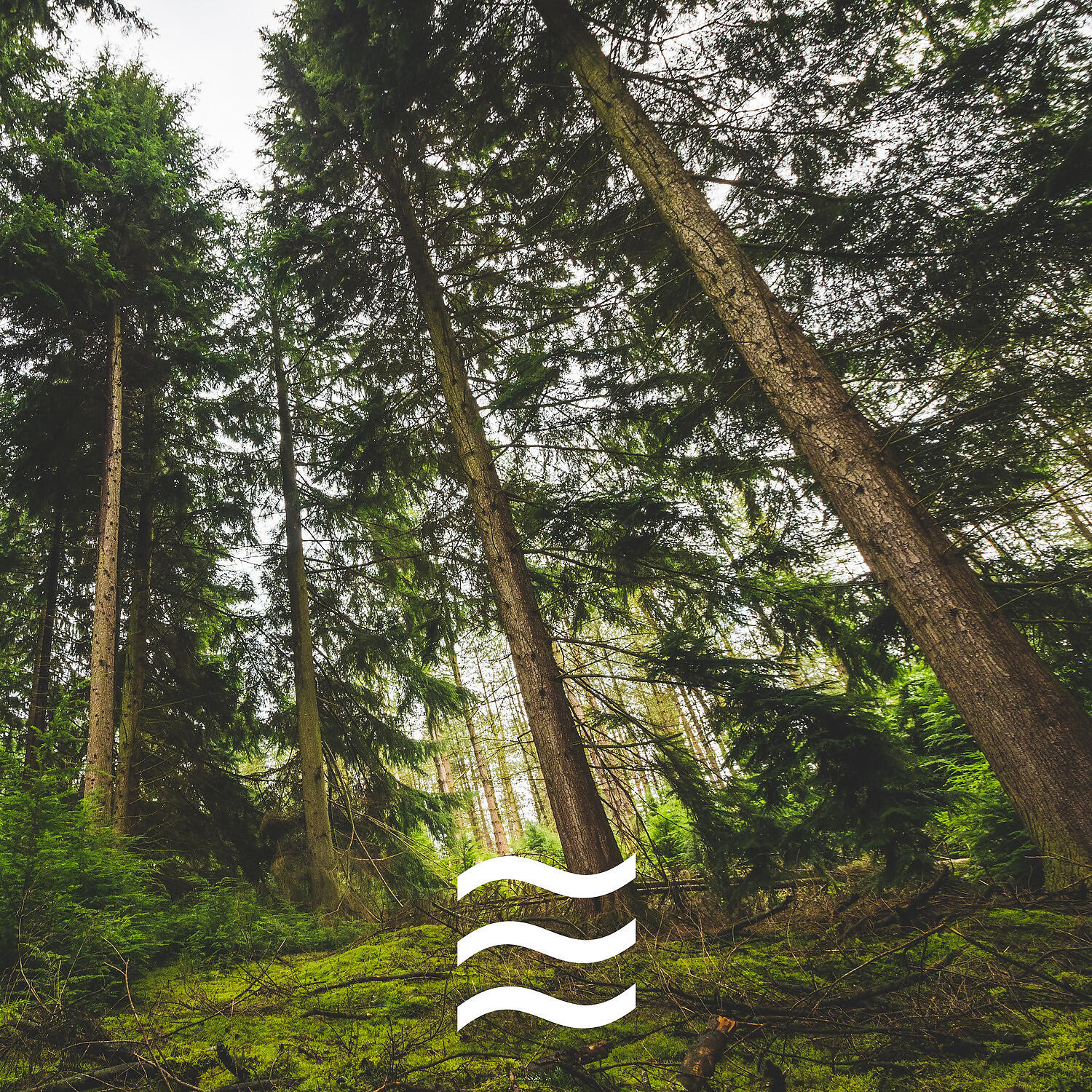 Sleepful Soughs and Forest - Noisy Tones of Forest with Noises for Kids