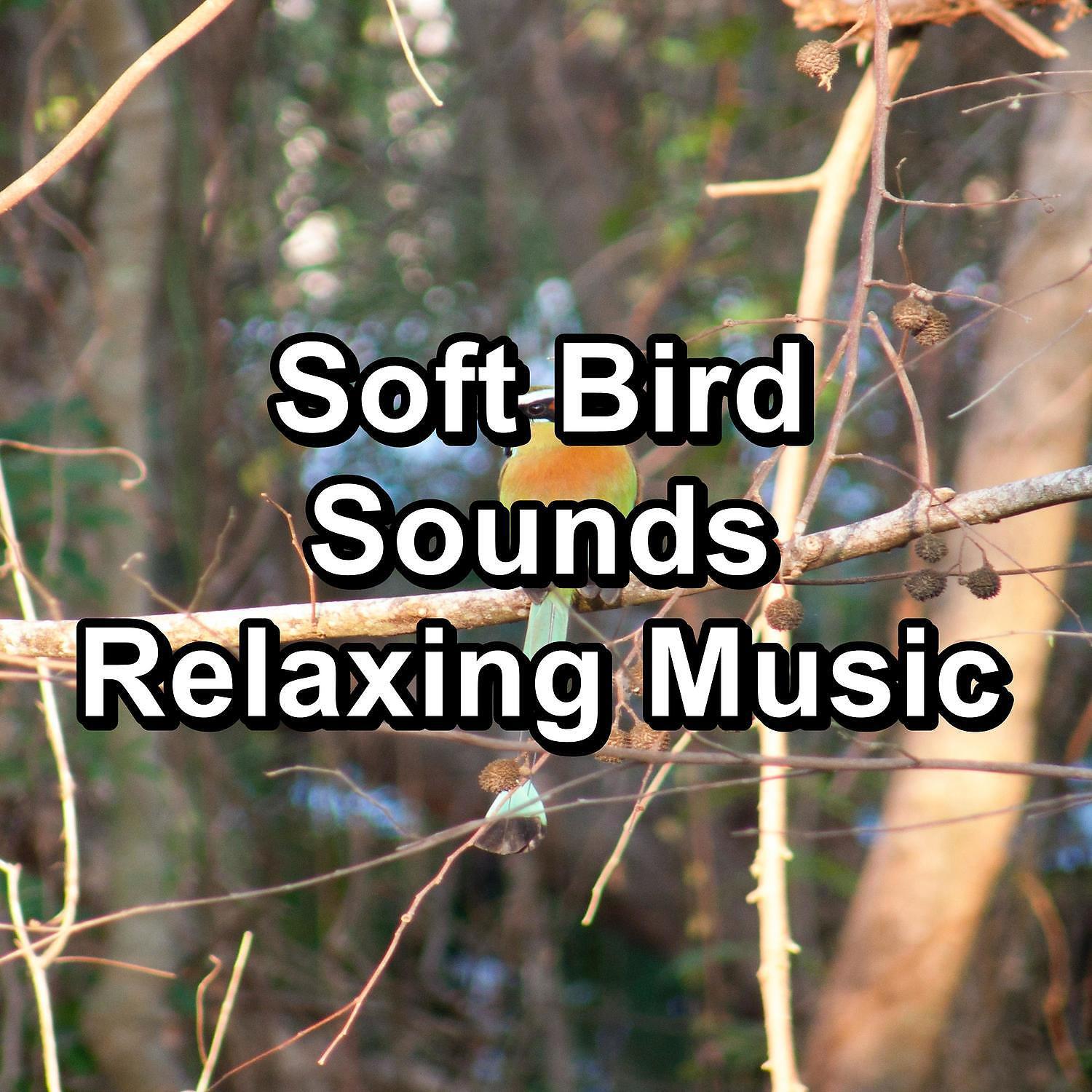 Nature and Rain - Beautiful Bird Sounds For a Cozy Living Room Peaceful For Meditation