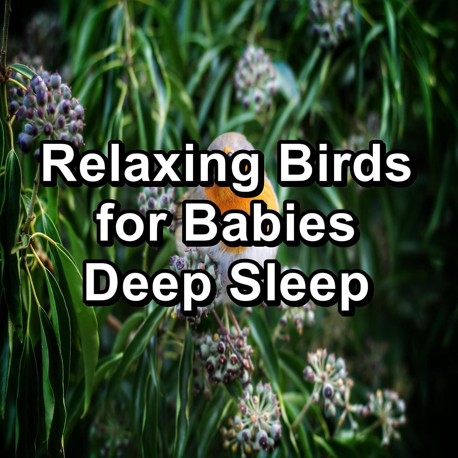 Singing Birds - ASMR Bird Sounds ASMR Instant Relaxing Loopable for the Night