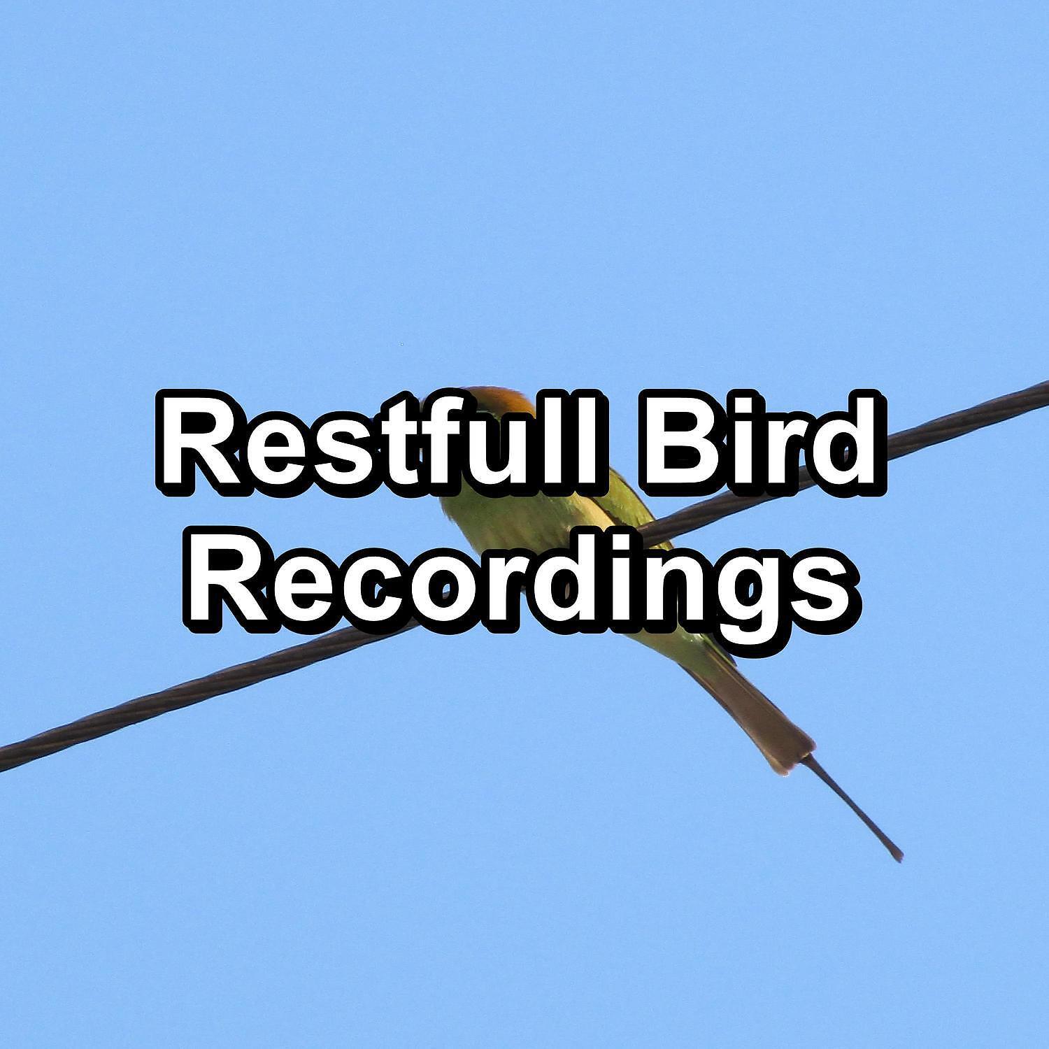 Baby Sleep Music - Beautiful Bird Sounds Nature Sounds Peaceful For Meditation