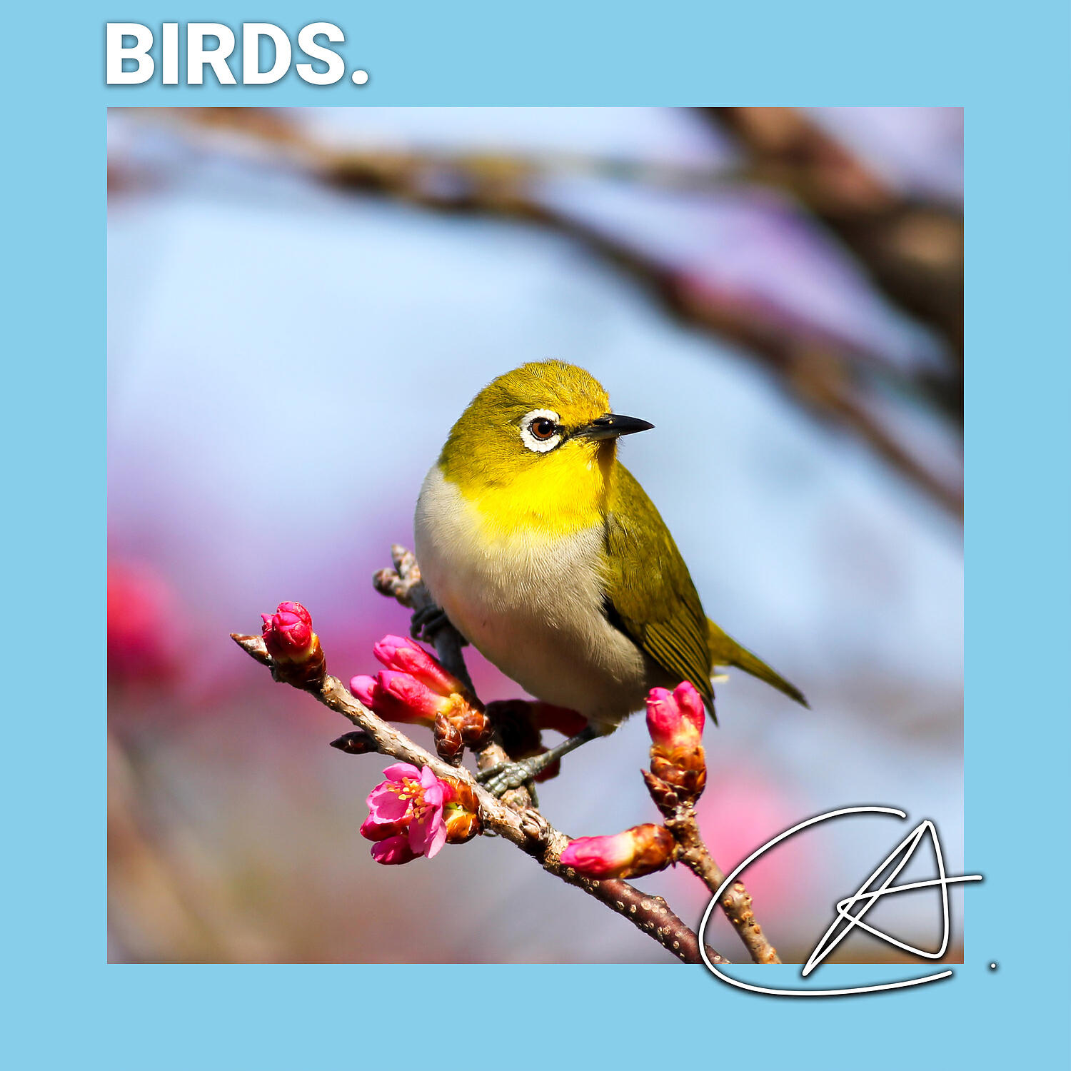 Bird Sounds Ambience - Crackling sound of Birds to help you relax and sleep