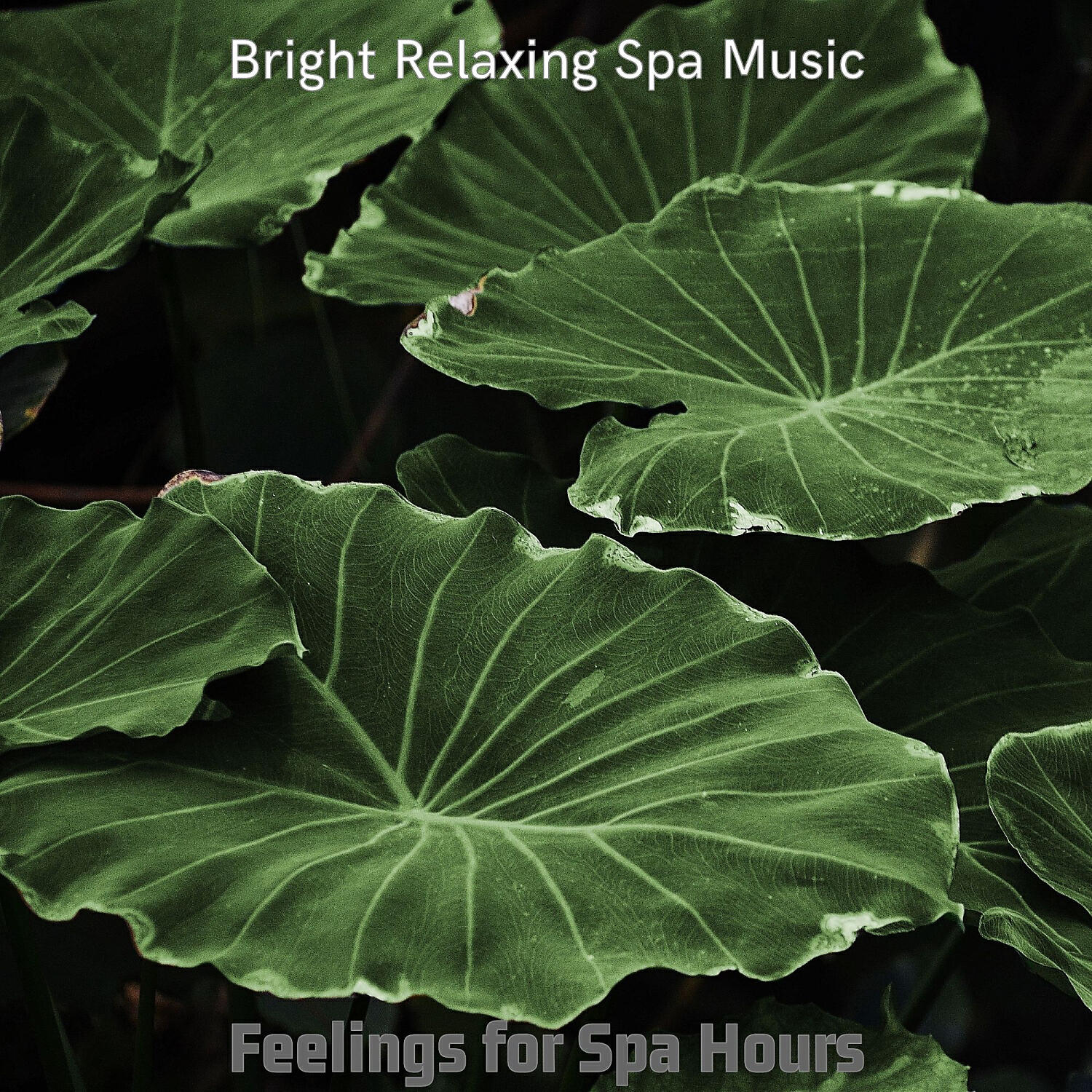 Bright Relaxing Spa Music - Distinguished Ambience for Spa Treatments