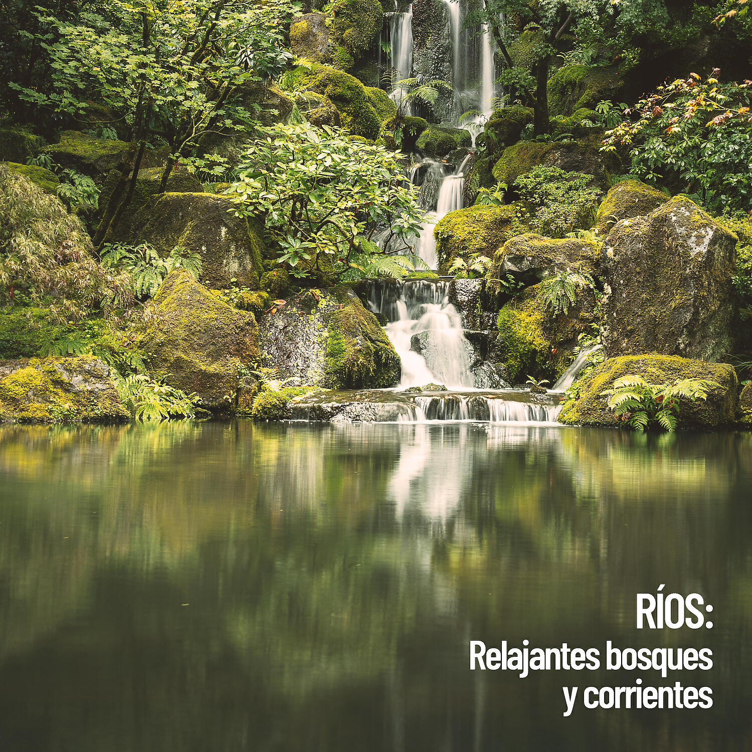 Rivers - Suave chapoteo en el río del bosque