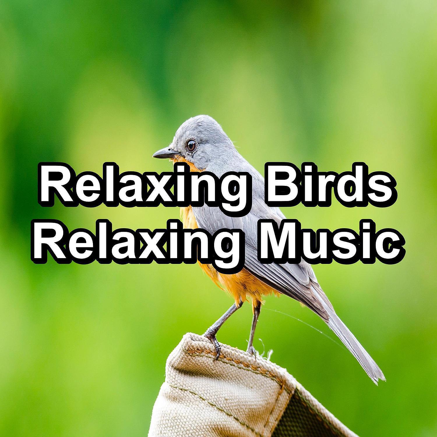 Meditation Rain Sounds - Forest Bird Sounds For Deep Sleep Peaceful For Meditation