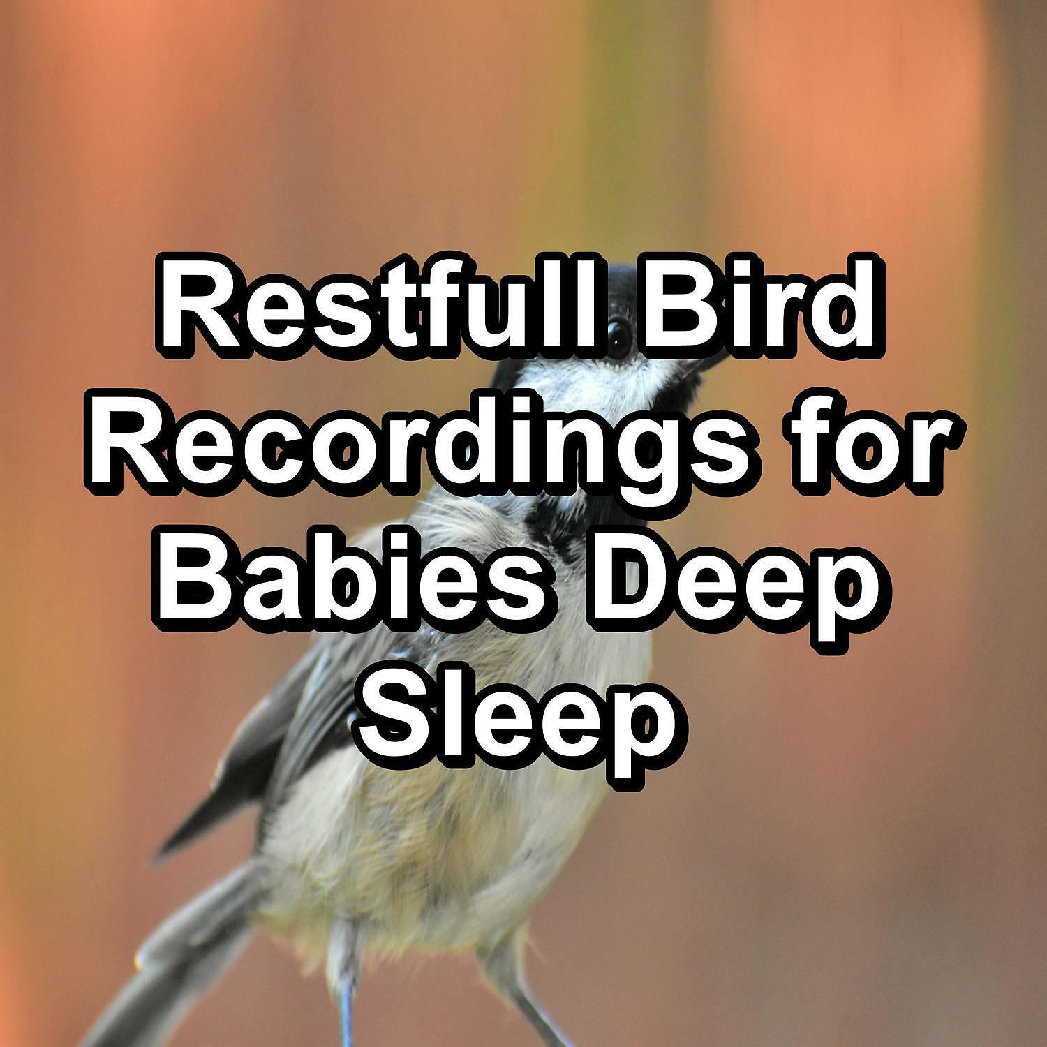 Nature - Ambient Nature Sounds ASMR Instant Relaxing To Loop for 8 Hours