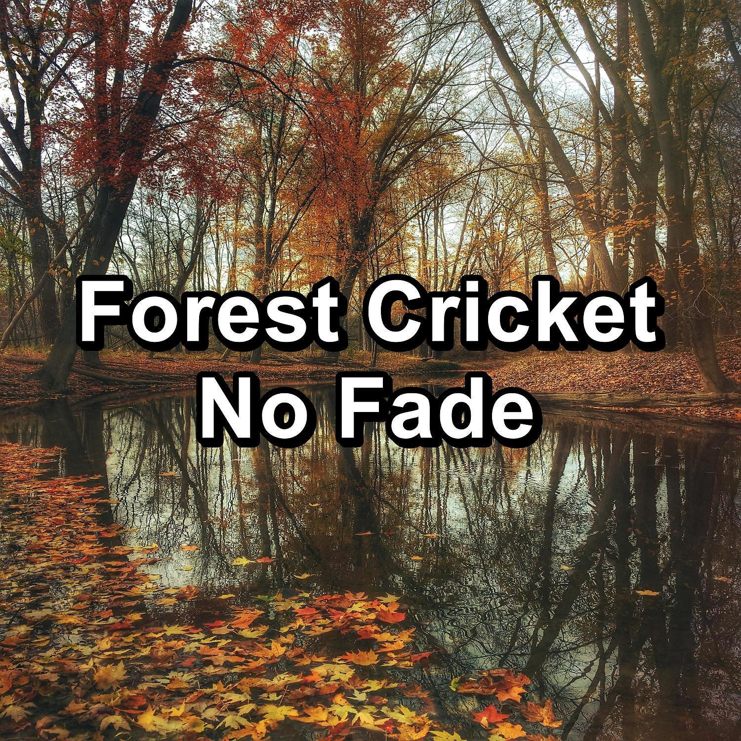 Постер альбома Forest Cricket No Fade