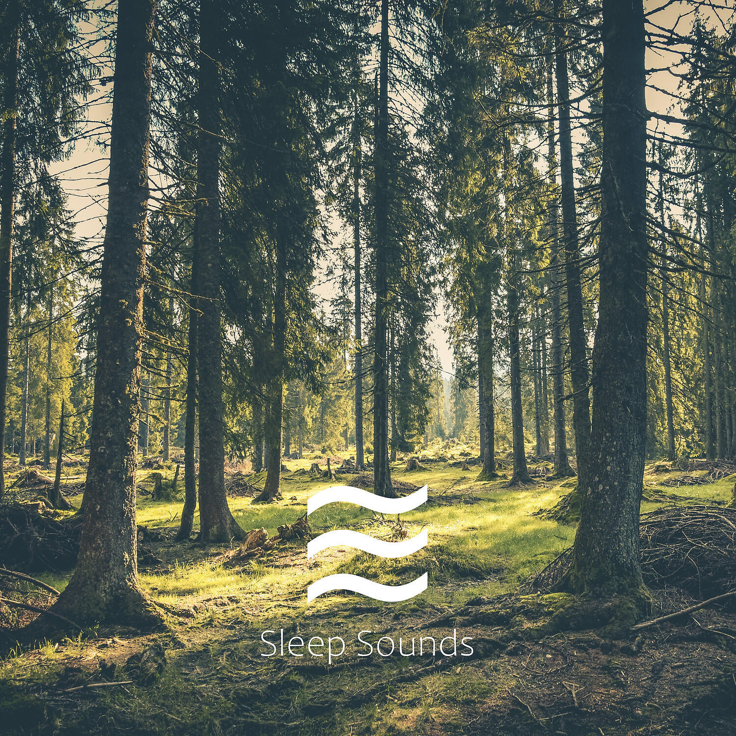 Still Noisy Tones of Smooth Forest and Birds - Still Sober Noises of Natural Forest
