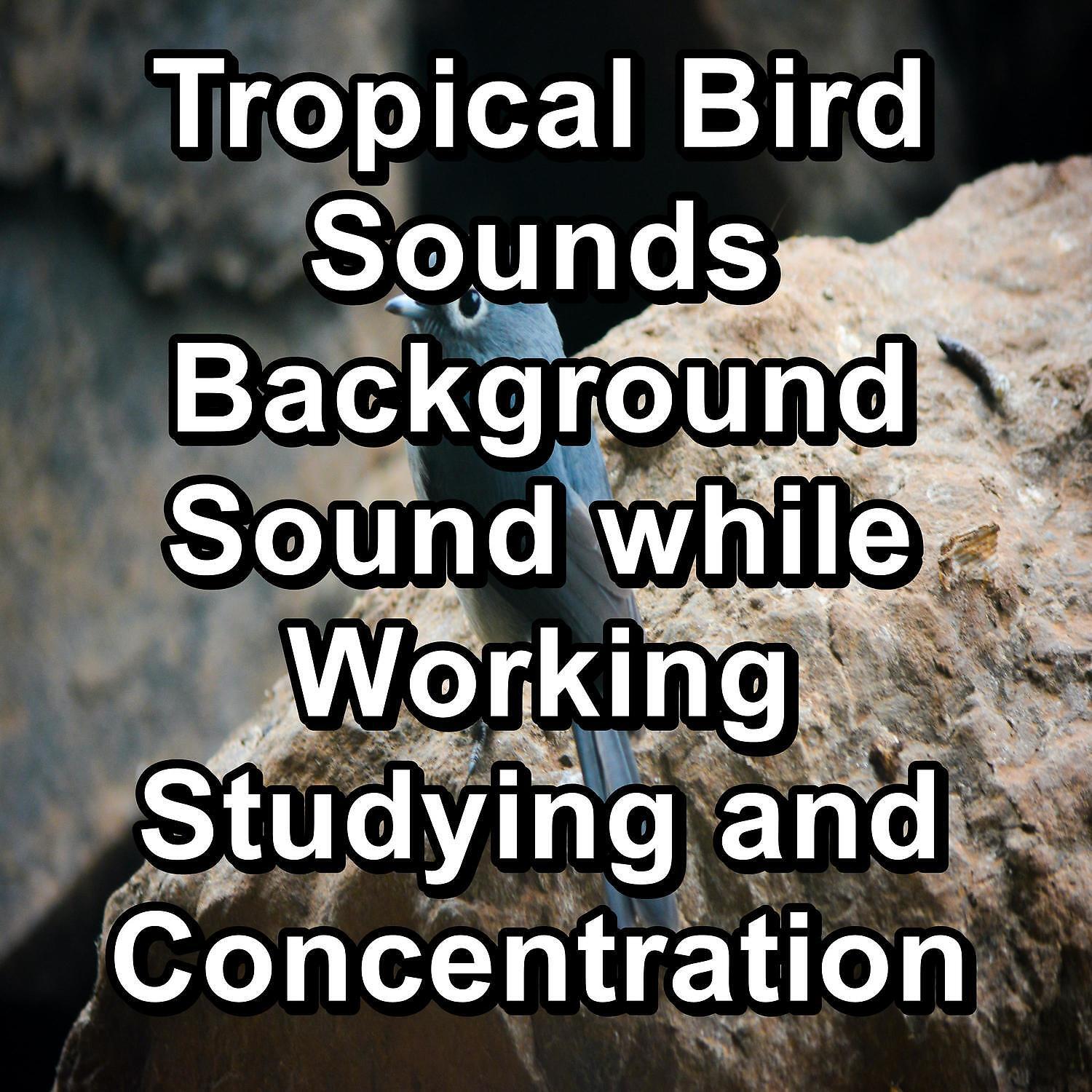 Nature and Rain - Forest Bird Sounds For Deep Sleep Peaceful For Meditation