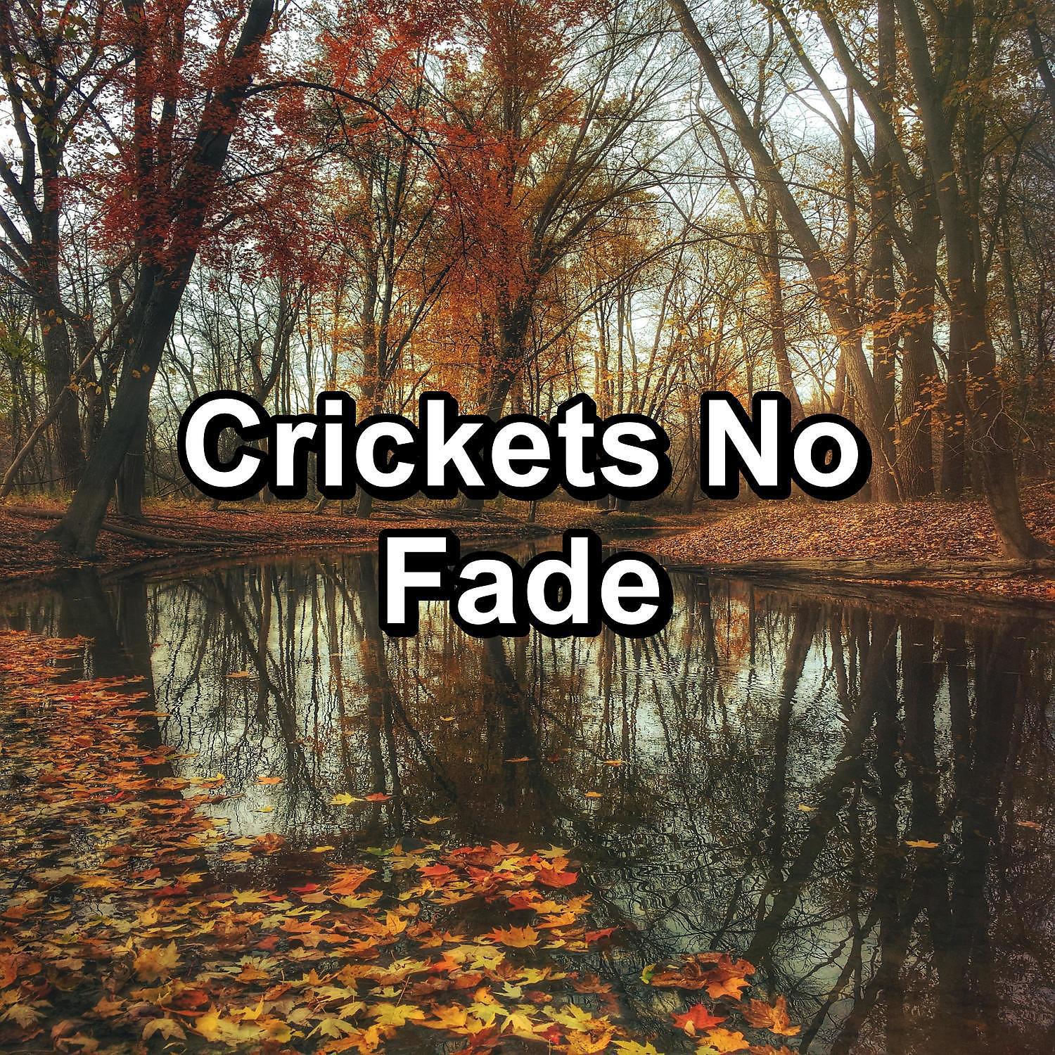 Постер альбома Crickets No Fade