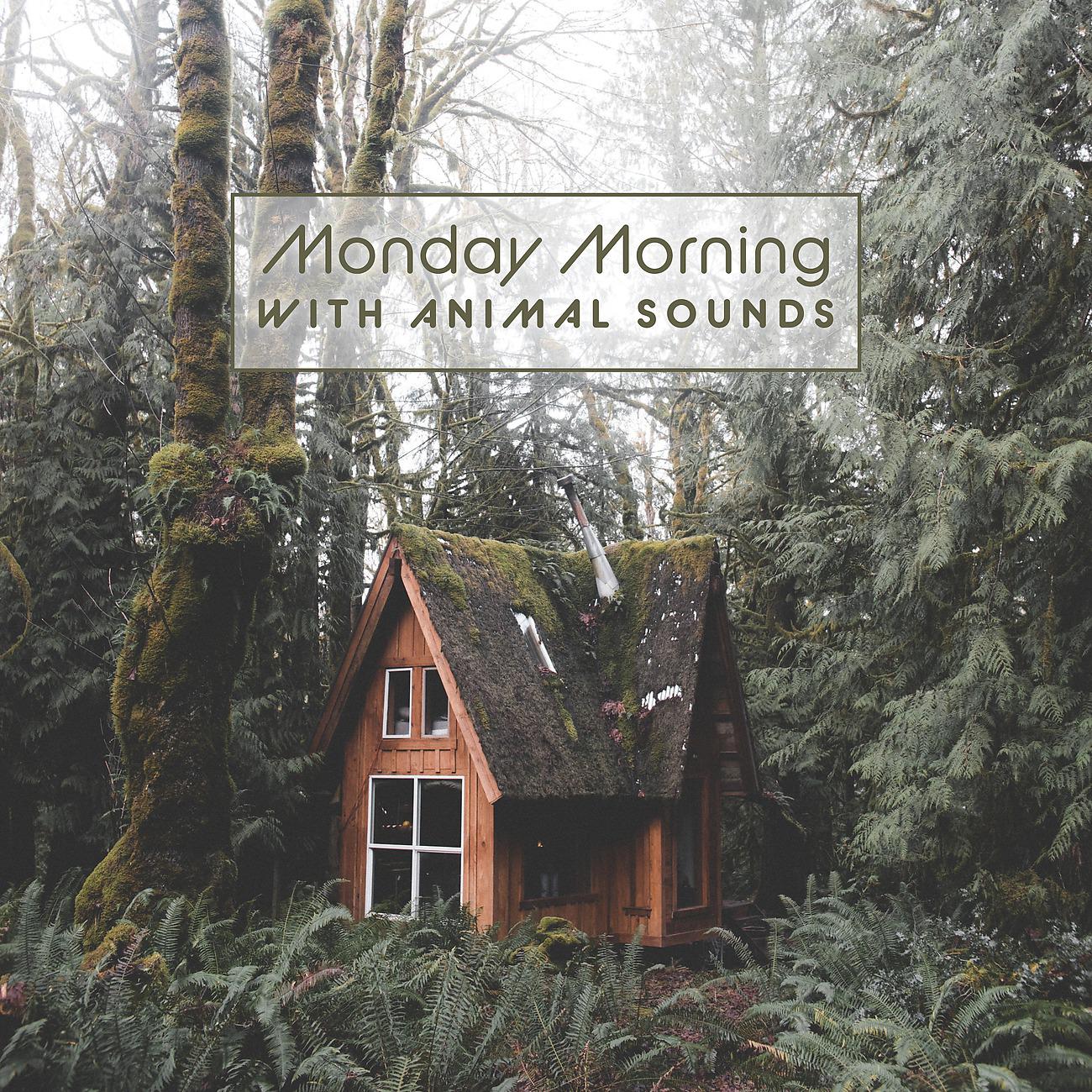 Постер альбома Monday Morning with Animal Sounds (Time for You, the Week of Relaxation has Just Begun, Take a Mat and Practice Yoga)