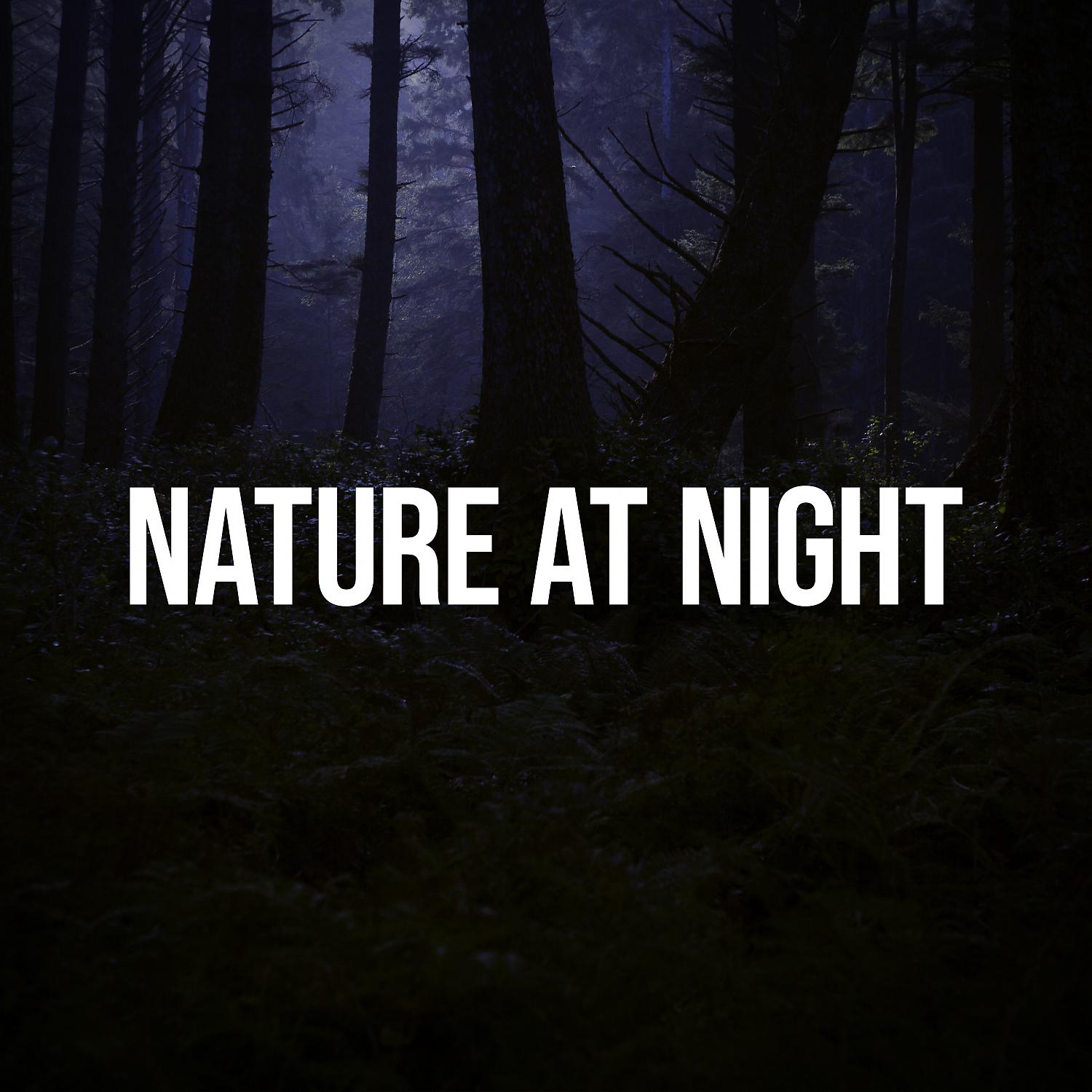 Постер альбома Nature at Night