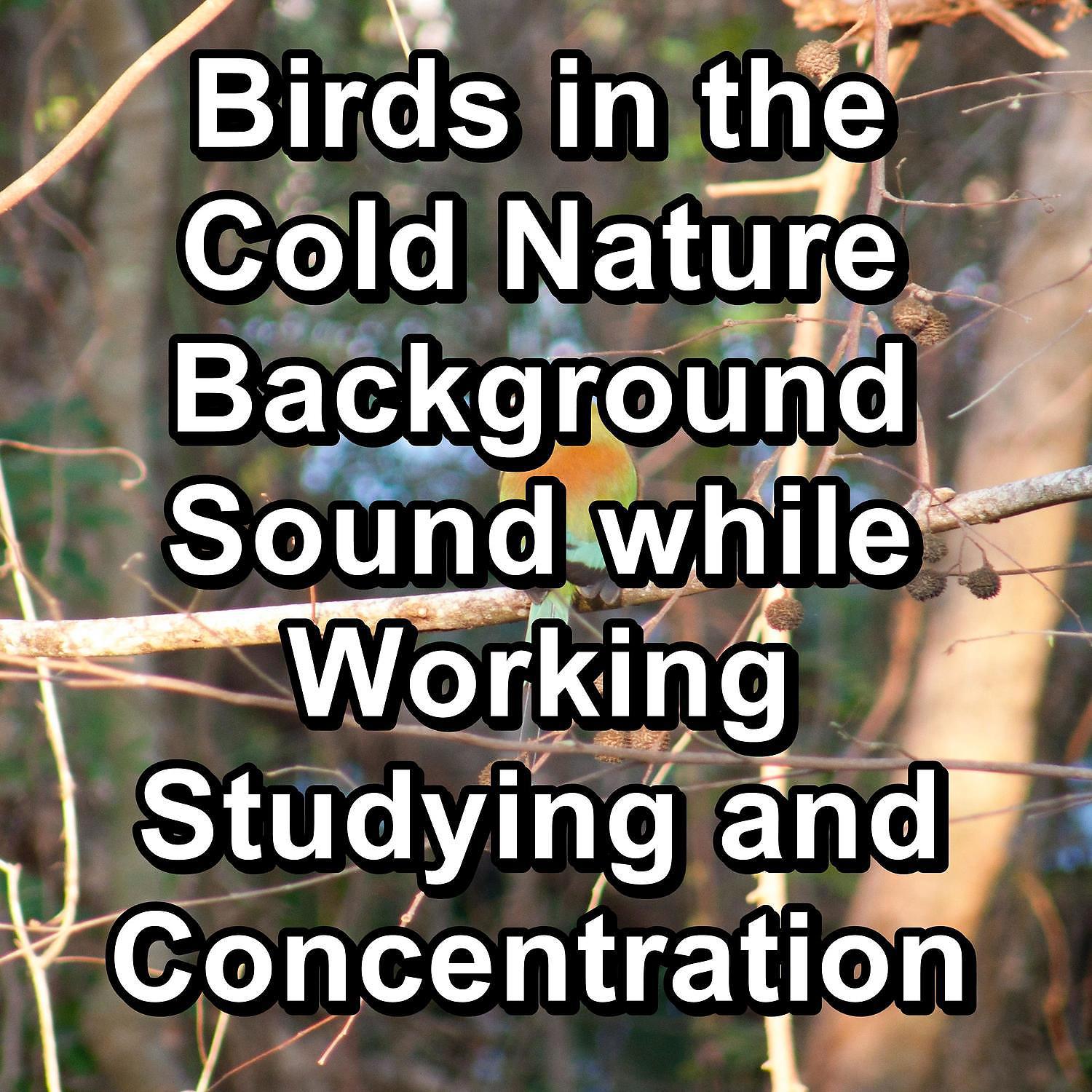 Постер альбома Birds in the Cold Nature Background Sound while Working Studying and Concentration