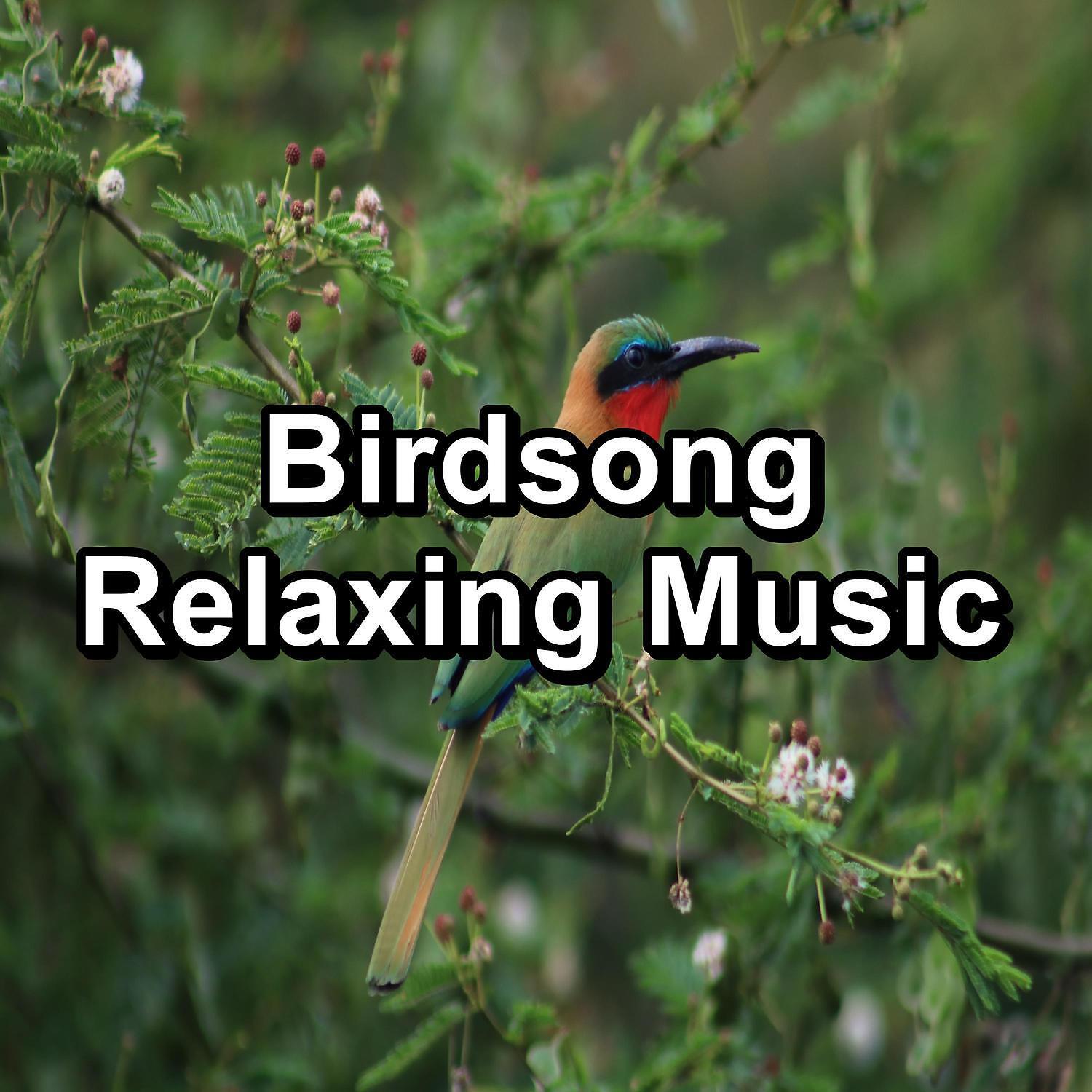 Ocean Wave Sounds - Birdsong Nature Sounds To Repeat the Whole Night