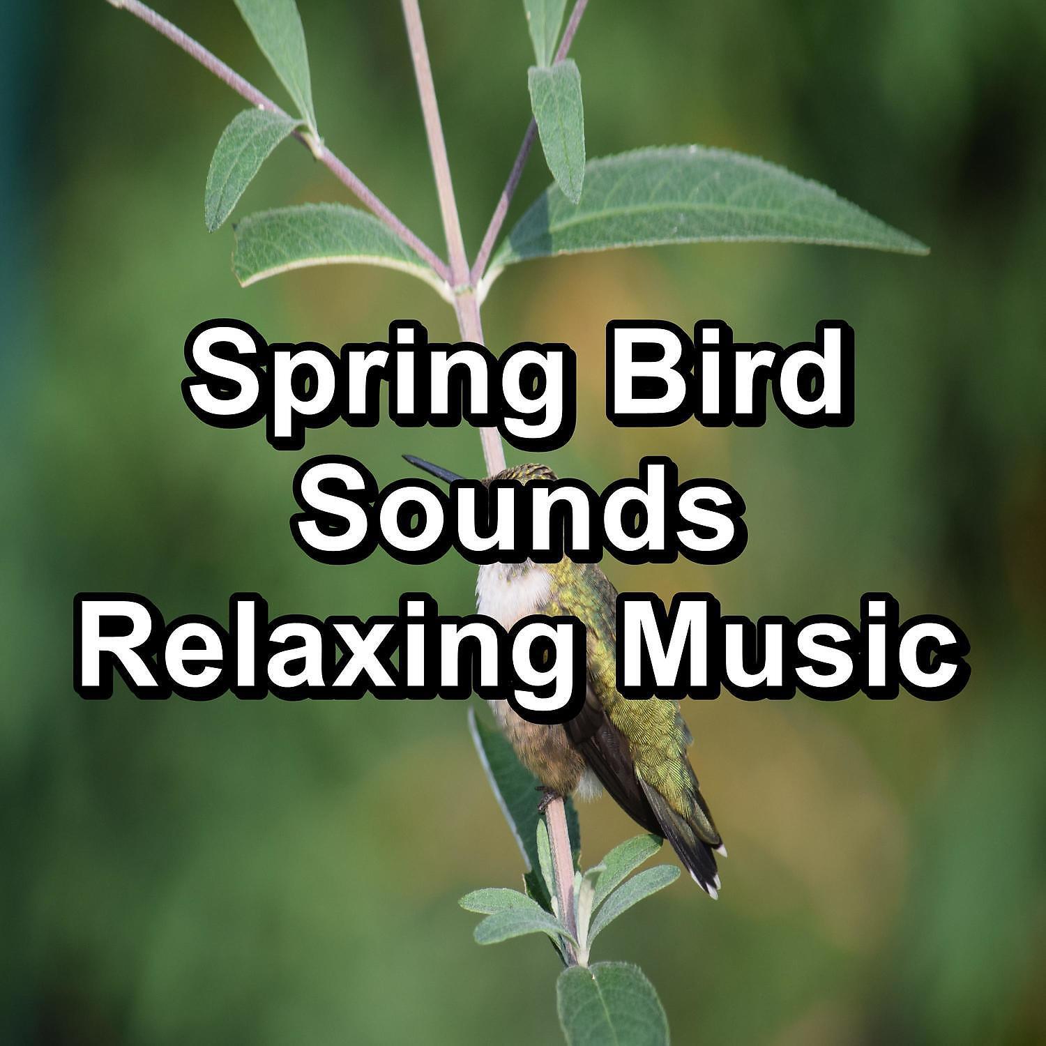 Nature Sounds Nature Music - Rest Bird Sounds For Deep Sleep Peaceful For Meditation