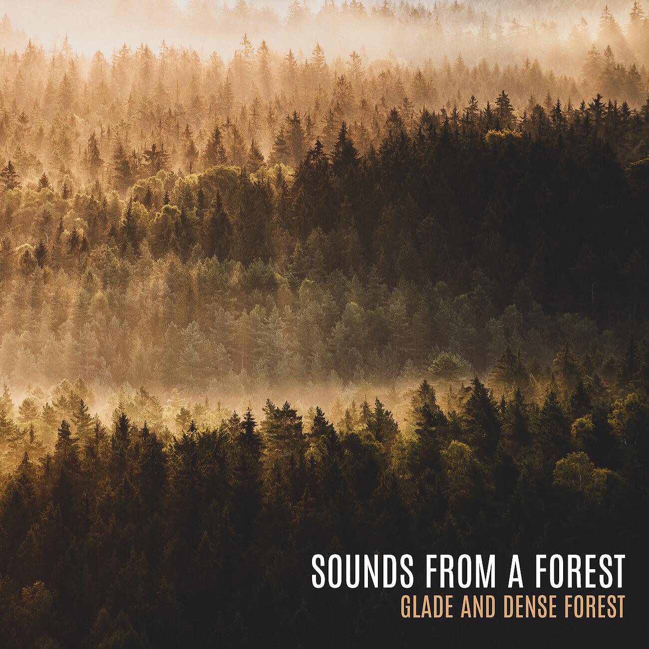 Forest Hills Music Universe - Dense Forest
