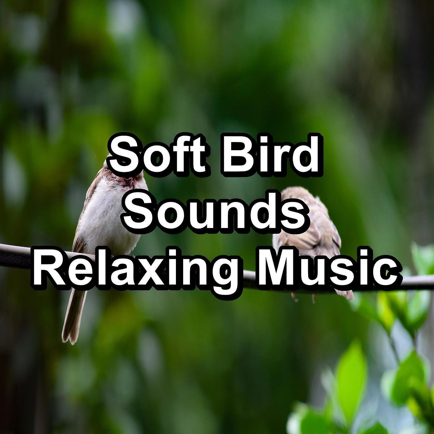 Nature and Rain - Bird Music Natural Sounds For Babies and Infants