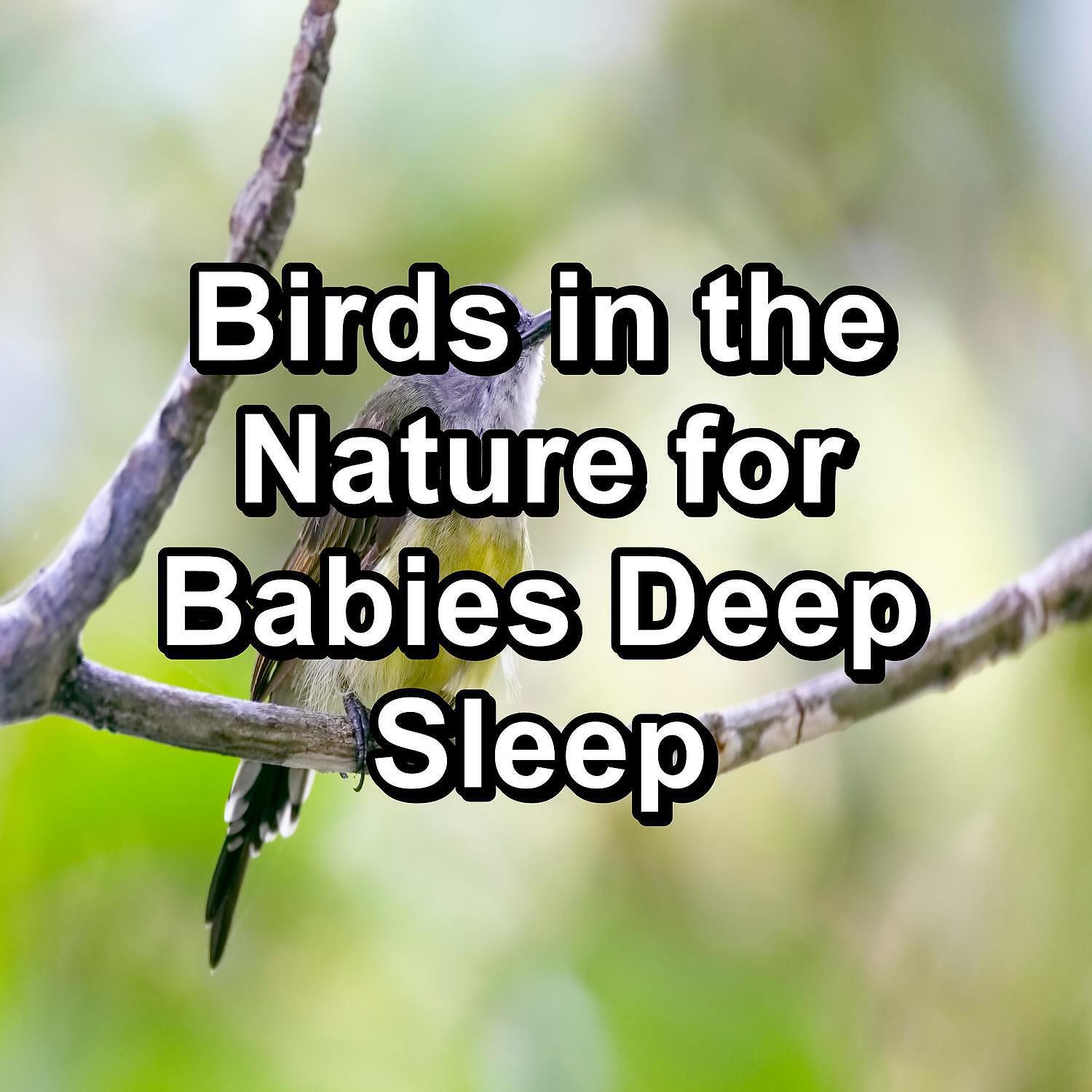 Baby Sleep - Calming Birds For Concentration Loopable