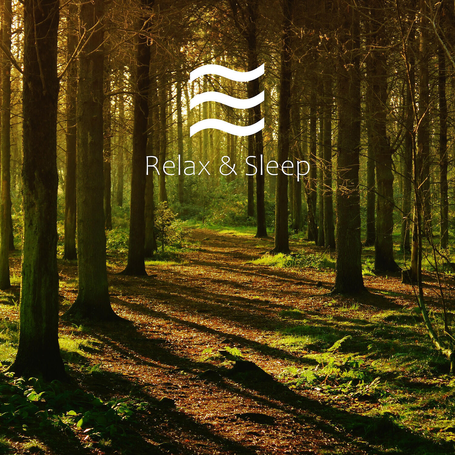 Enjoyable Home Office Relax with Forest and Birds - Smooth Calmful Nature of Forest and Birds
