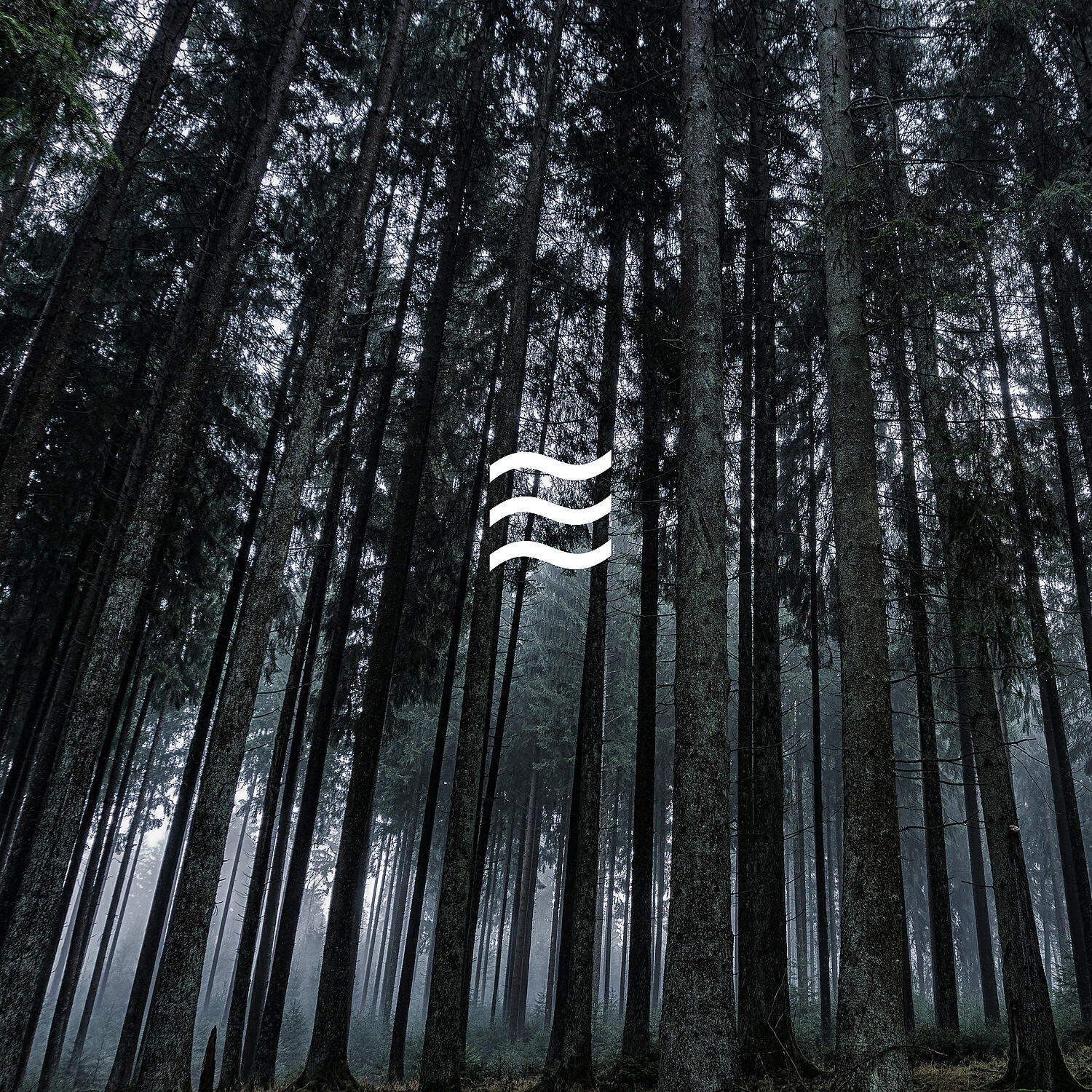 Simple Deep Forest and Birds Calming Noises - Home Office and Home Relax Nature Noises