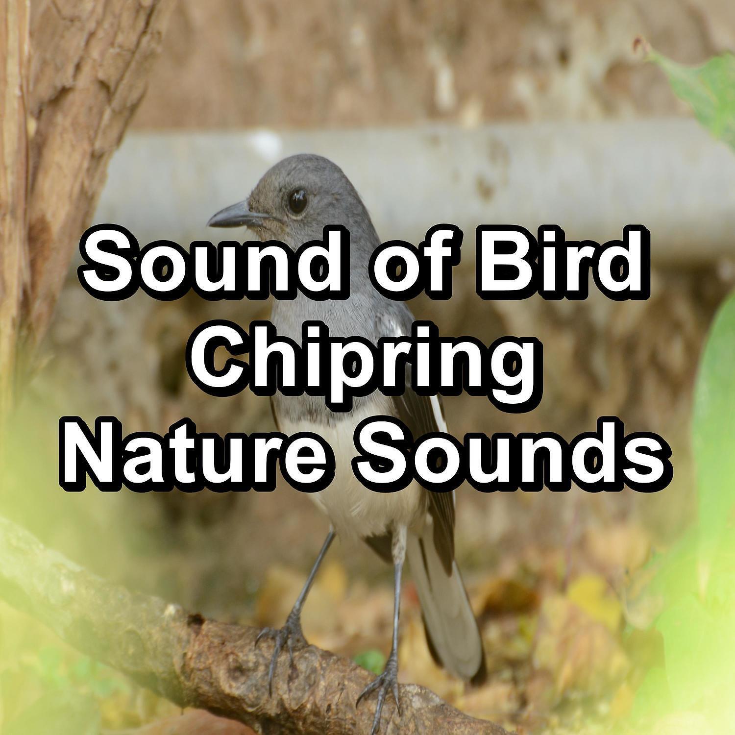 Nature and Rain - Beautiful Bird Sounds For Meditation Relaxing and Calming