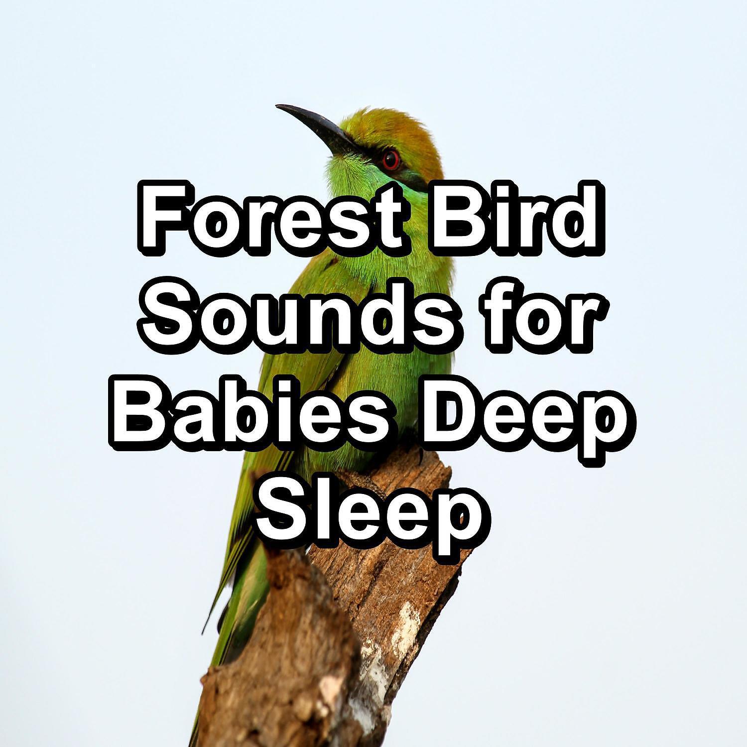 The Yoga Studio - Rest Bird Sounds For a Cozy Night Relaxing and Calming