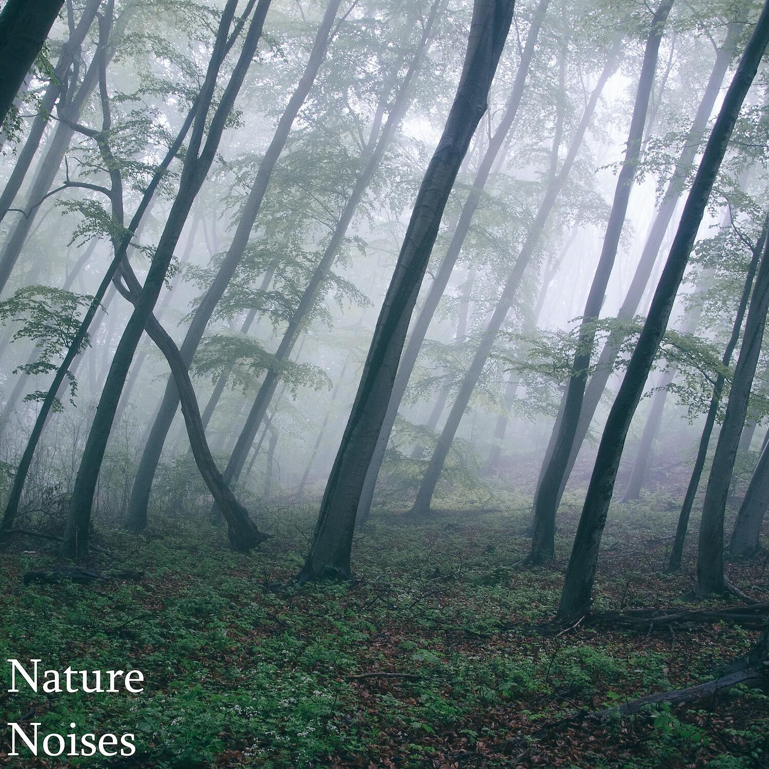 Organic Nature Sounds - Balmy Nature Sound