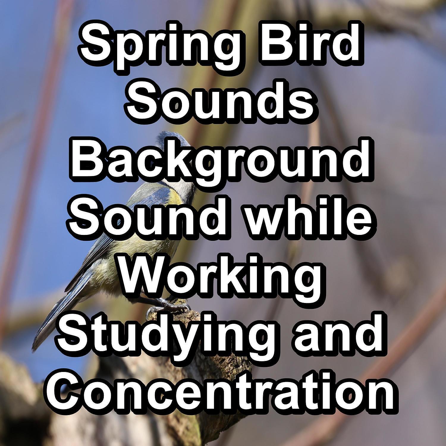 Bird Songs - ASMR Bird Sounds ASMR Instant Relaxing Loopable for the Night
