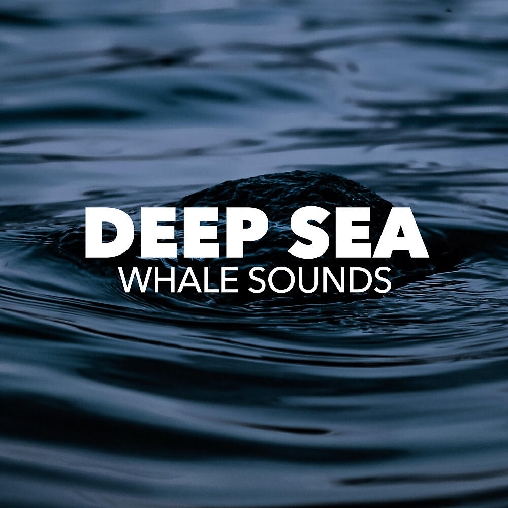 Whale Sounds - Drones & Water (Original Mix)
