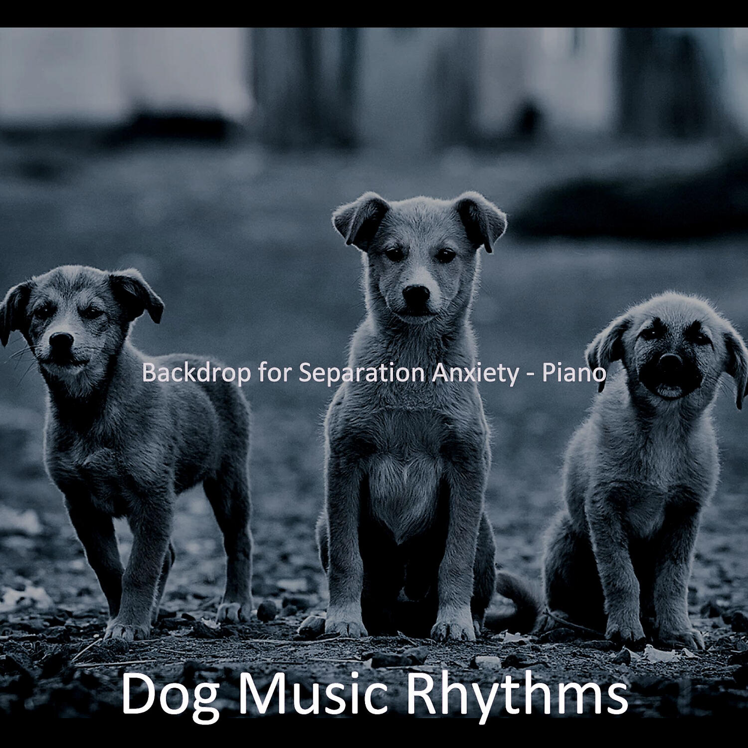 Dog Music Rhythms - Divine Solo Piano Jazz - Vibe for Cute Dogs