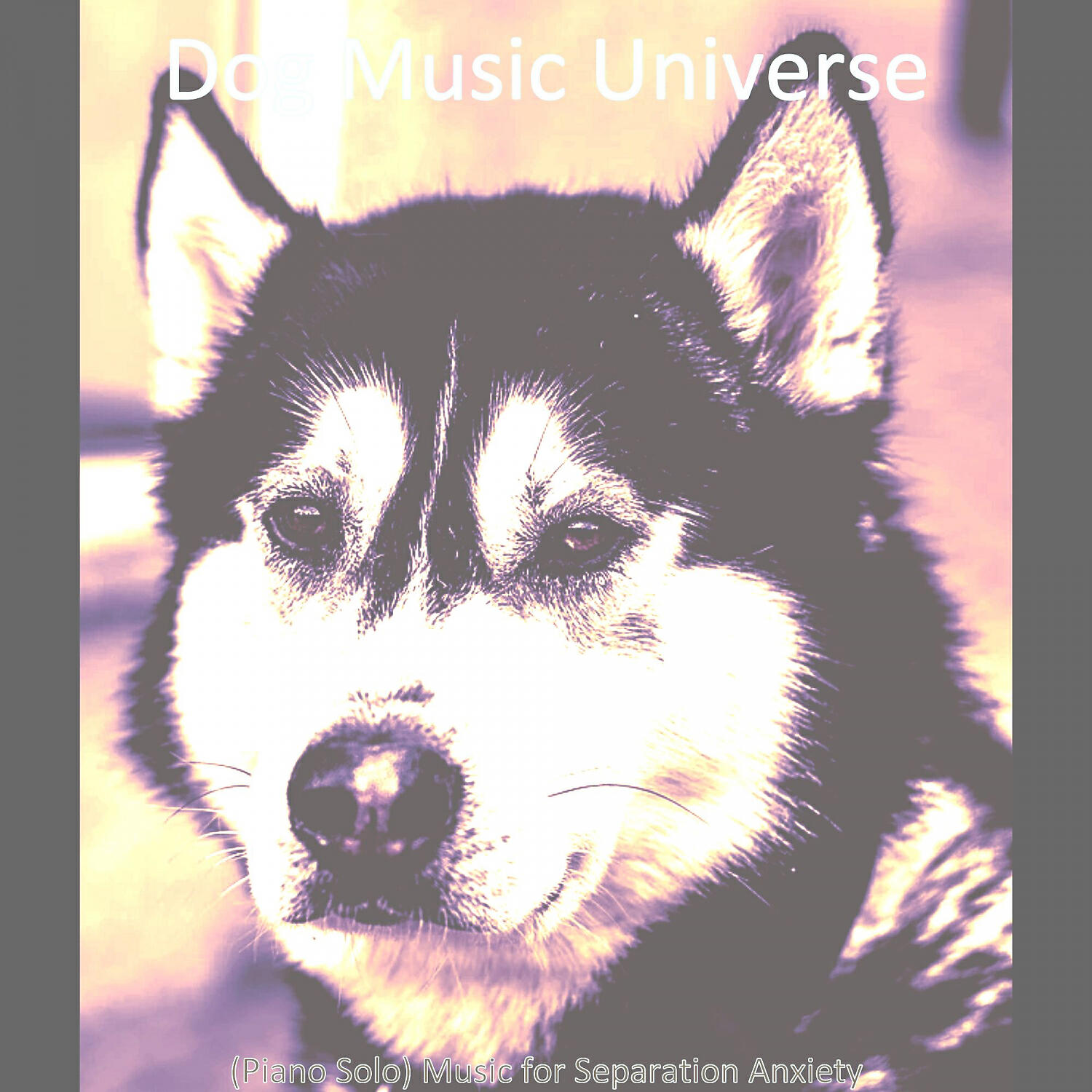 Dog Music Universe - Beautiful Solo Piano Jazz - Vibe for Cute Dogs