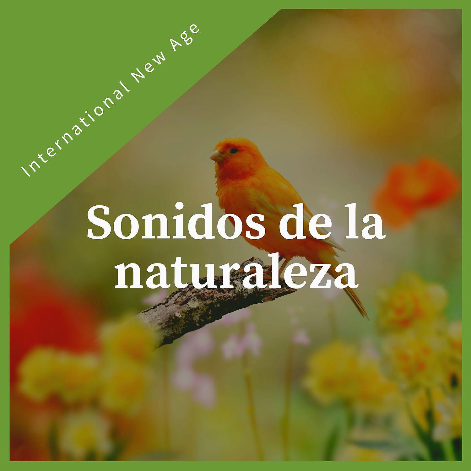 Постер альбома Sonidos de la naturaleza - Música tranquila new age