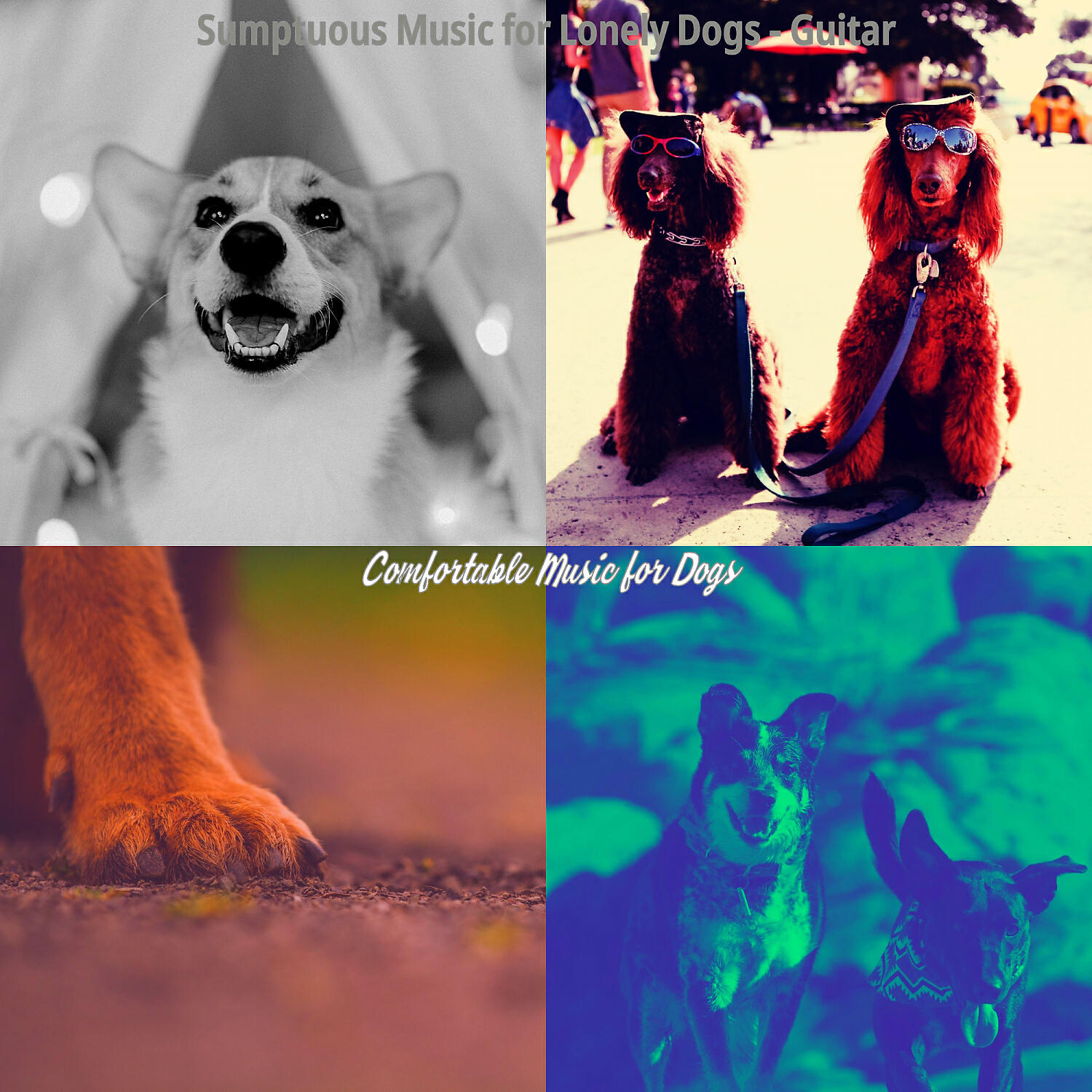 Comfortable Music for Dogs - Relaxing Ambience for Training Dogs