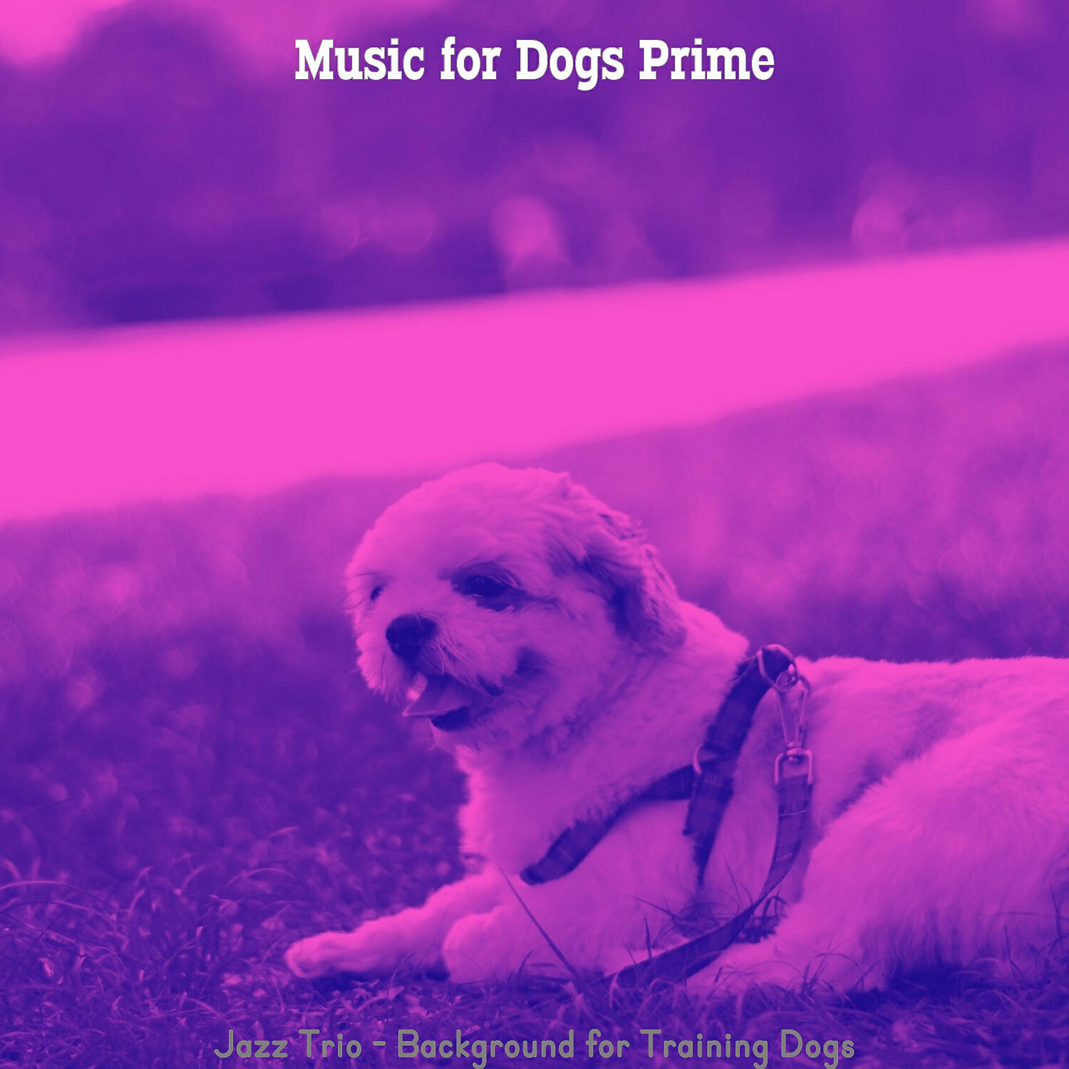 Music for Dogs Prime - Spectacular Ambiance for Training Dogs