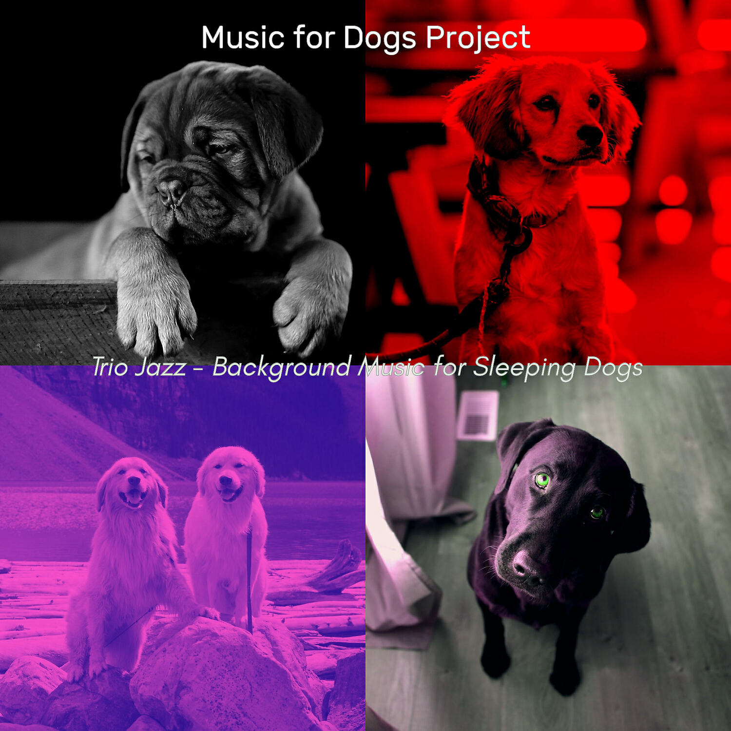 Music for Dogs Project - Outstanding Jazz Guitar Trio - Vibe for Separation Anxiety