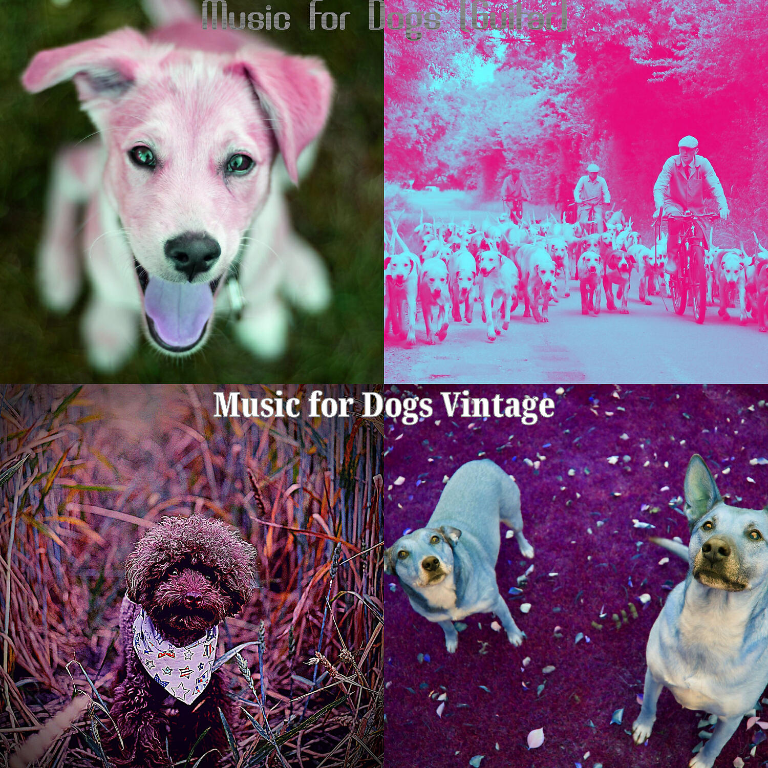 Music for Dogs Vintage - Wondrous Jazz Guitar Trio - Vibe for Separation Anxiety