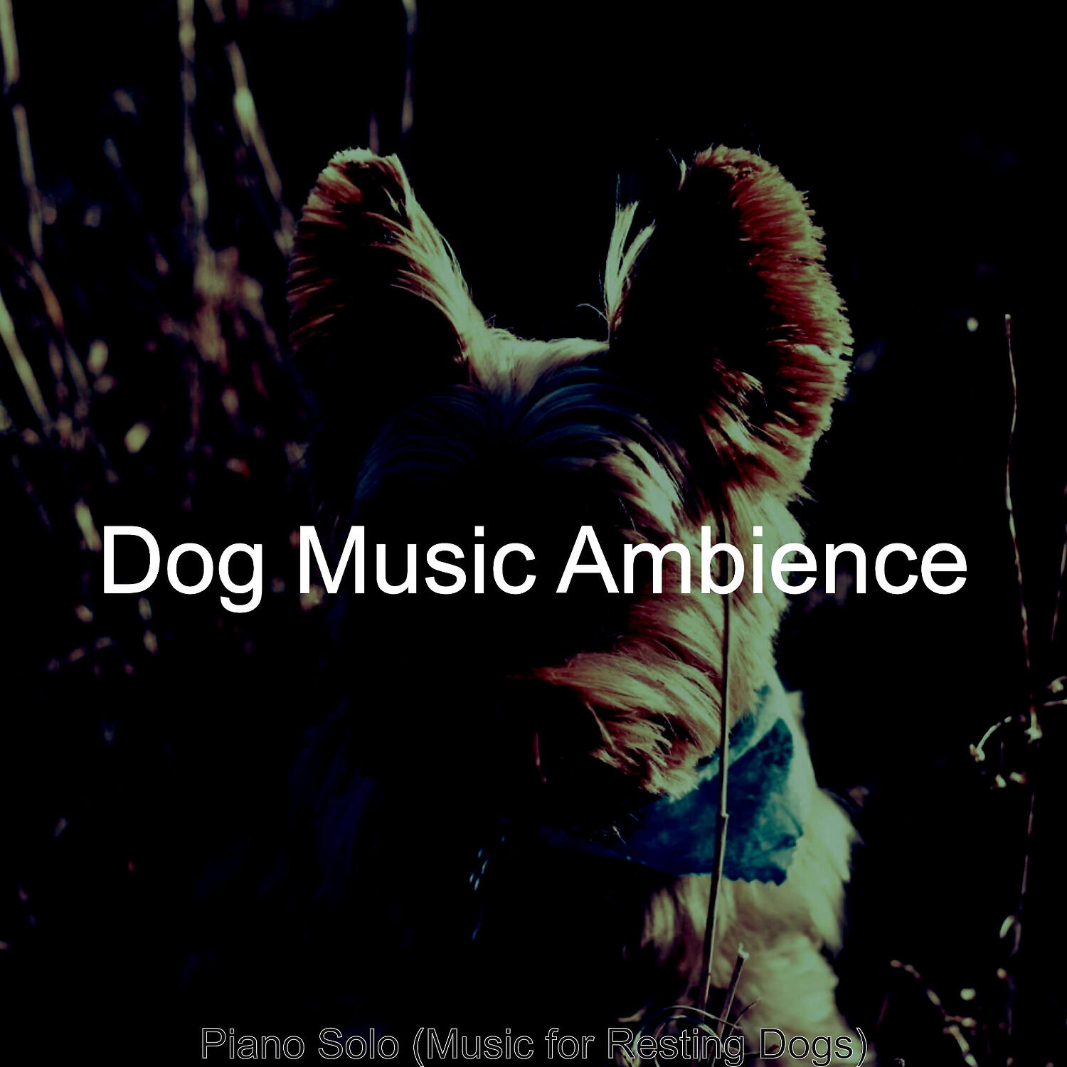 Dog Music Ambience - Sunny Solo Piano Jazz - Vibe for Reducing Dog Stress