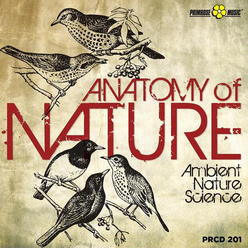 Постер альбома Anatomy of Nature