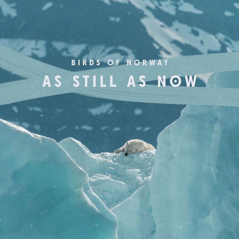 Birds of Norway - Kindness Follows