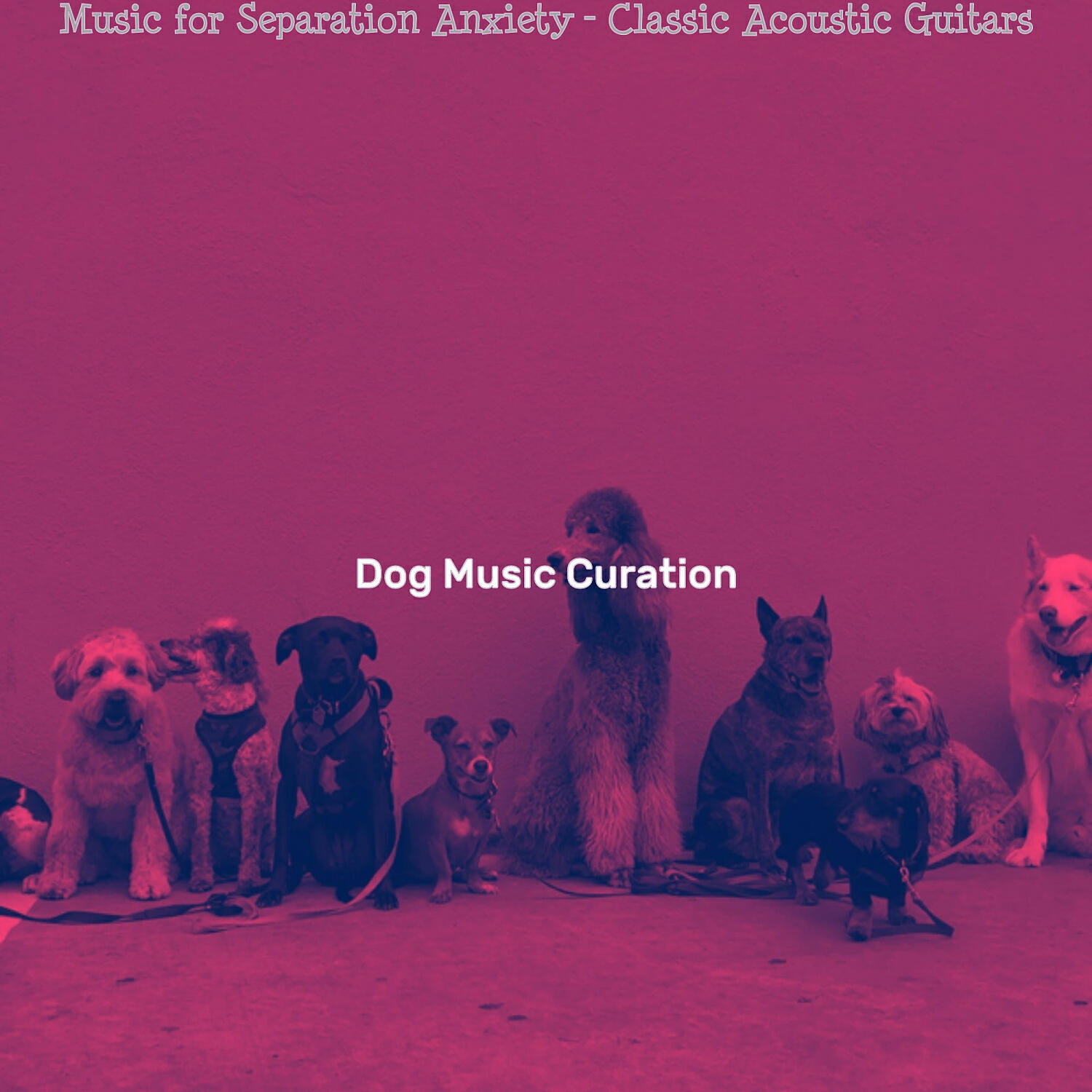 Dog Music Curation - Playful Cute Puppies