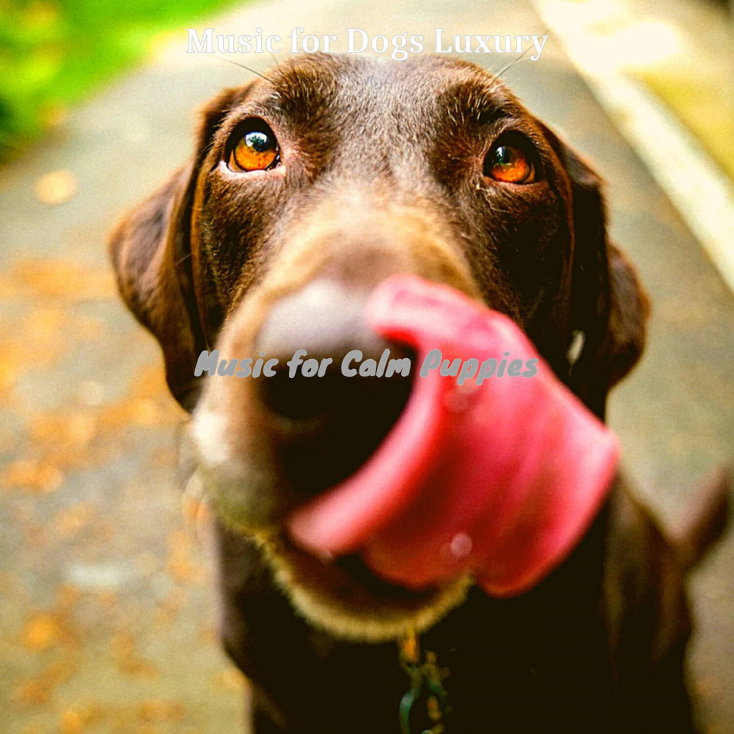 Music for Dogs Luxury - Easy Listening Acoustic Guitar Soundtrack for Walking the Dog