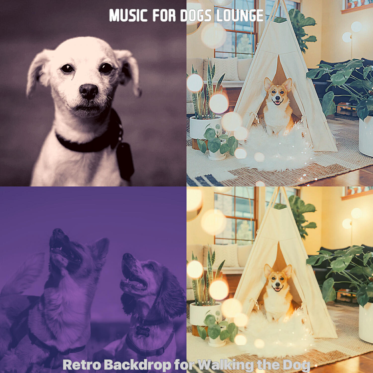 Music for Dogs Lounge - Easy Listening Acoustic Guitar Soundtrack for Relaxing Pups