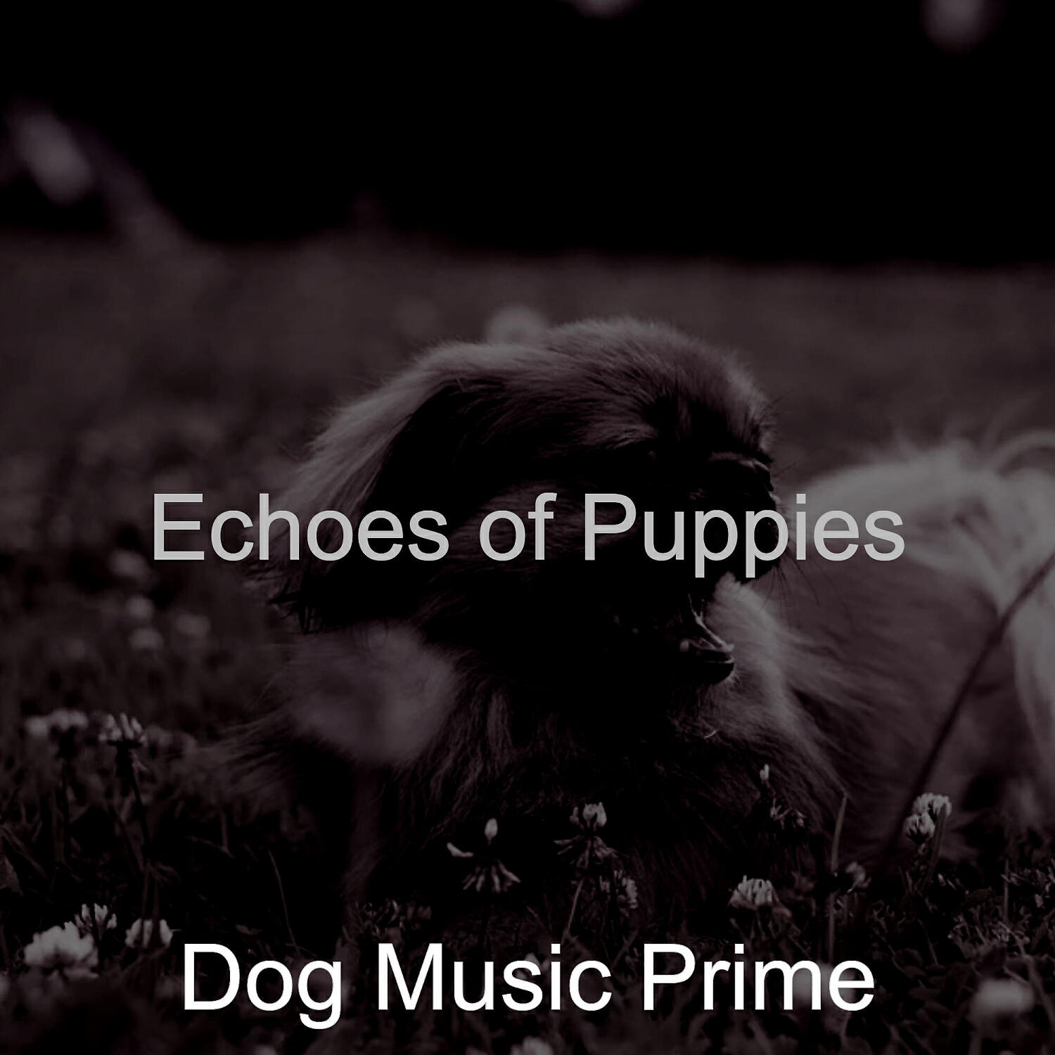 Dog Music Prime - Piano Jazz Soundtrack for Puppies