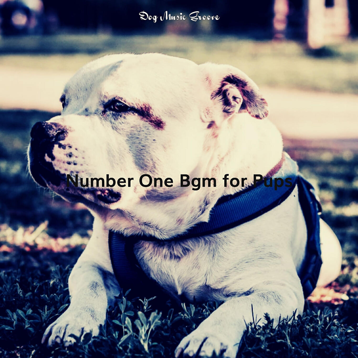 Dog Music Groove - Easy Listening Acoustic Guitar Soundtrack for Walking Dogs
